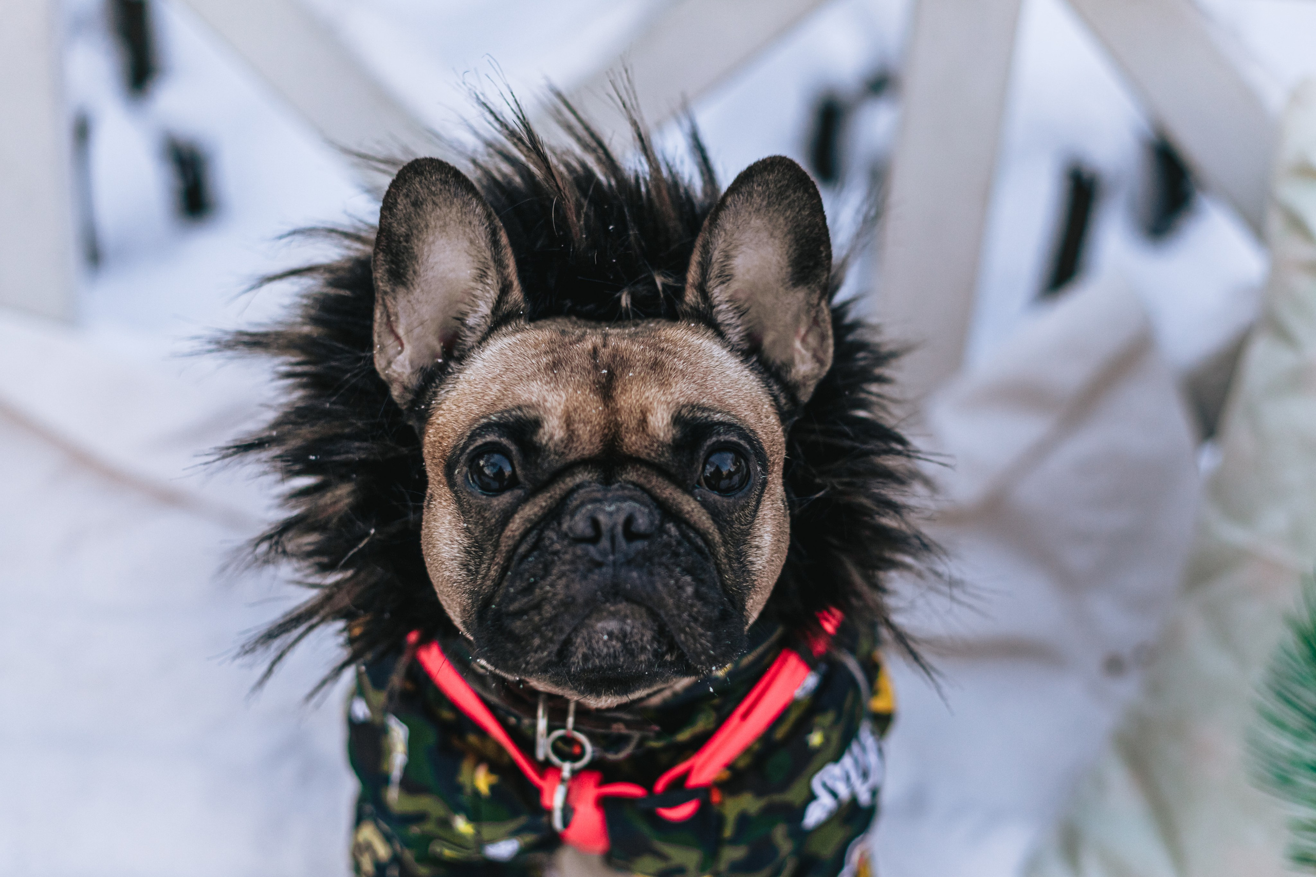 Зингер дача. Фотограф-анималист Татьяна Степанова
