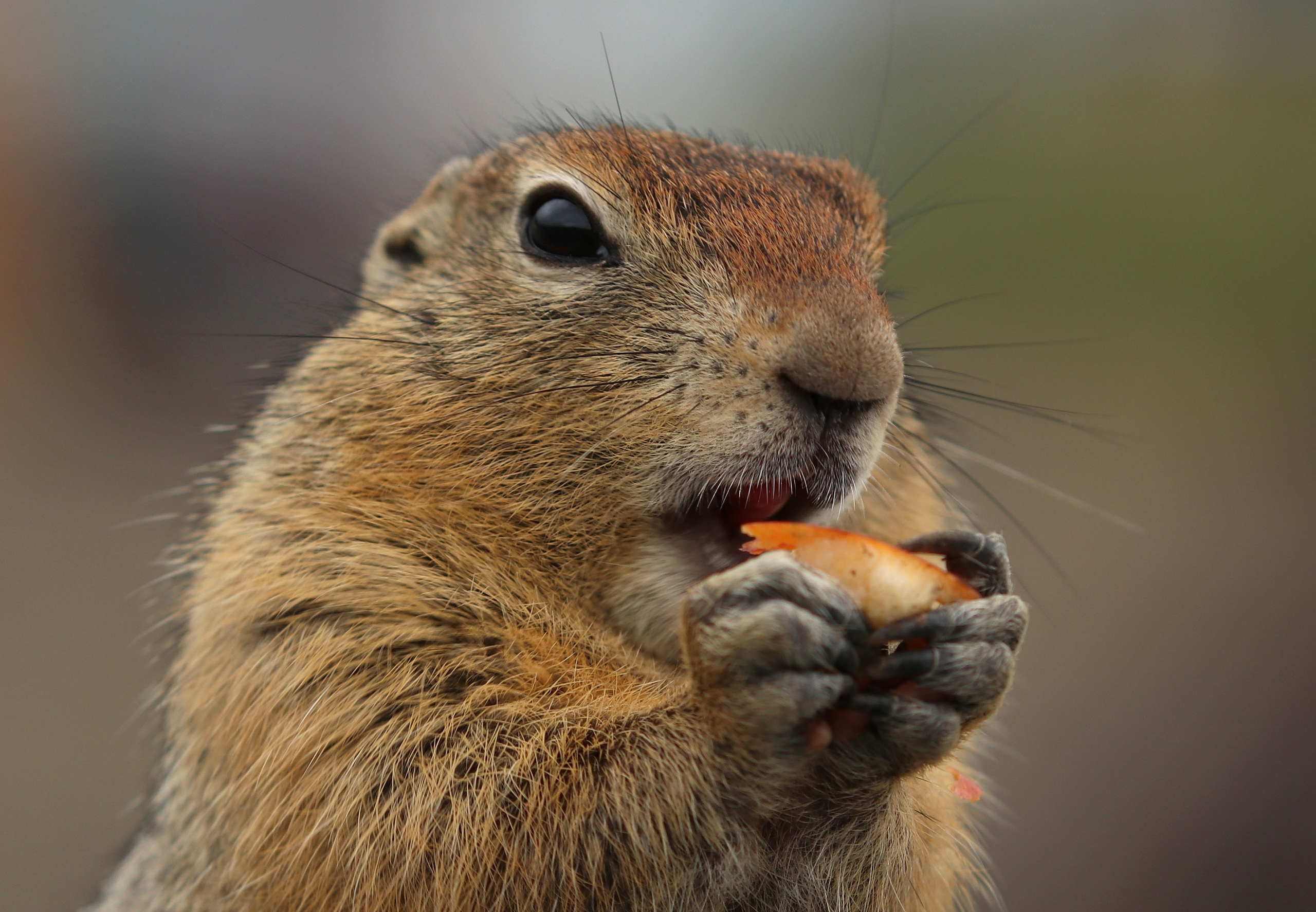 Камчатка и о. Парамушир. Июль 2024. Путешественник-фотограф из Санкт-Петербурга Татьяна Свистулина