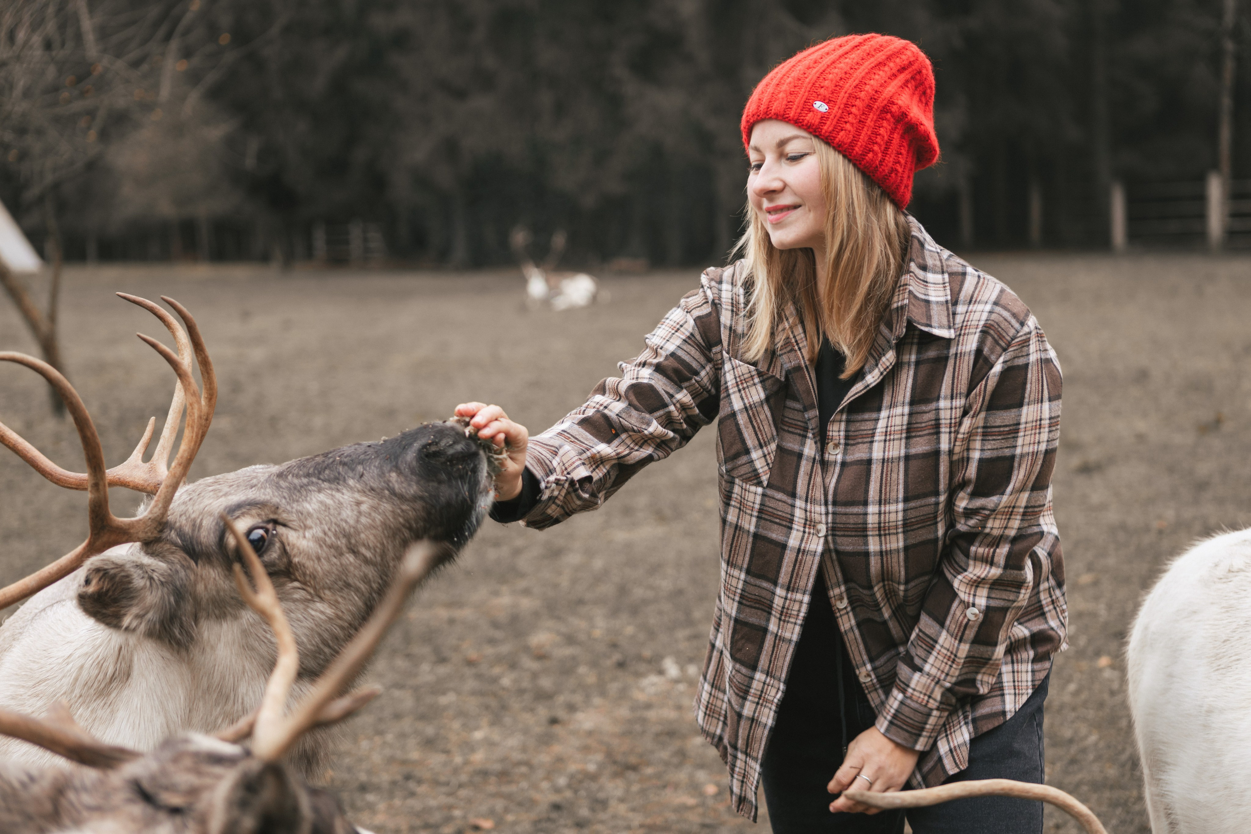 Экспресс с оленями. Свадебный и семейный фотограф Анастасия Багрец