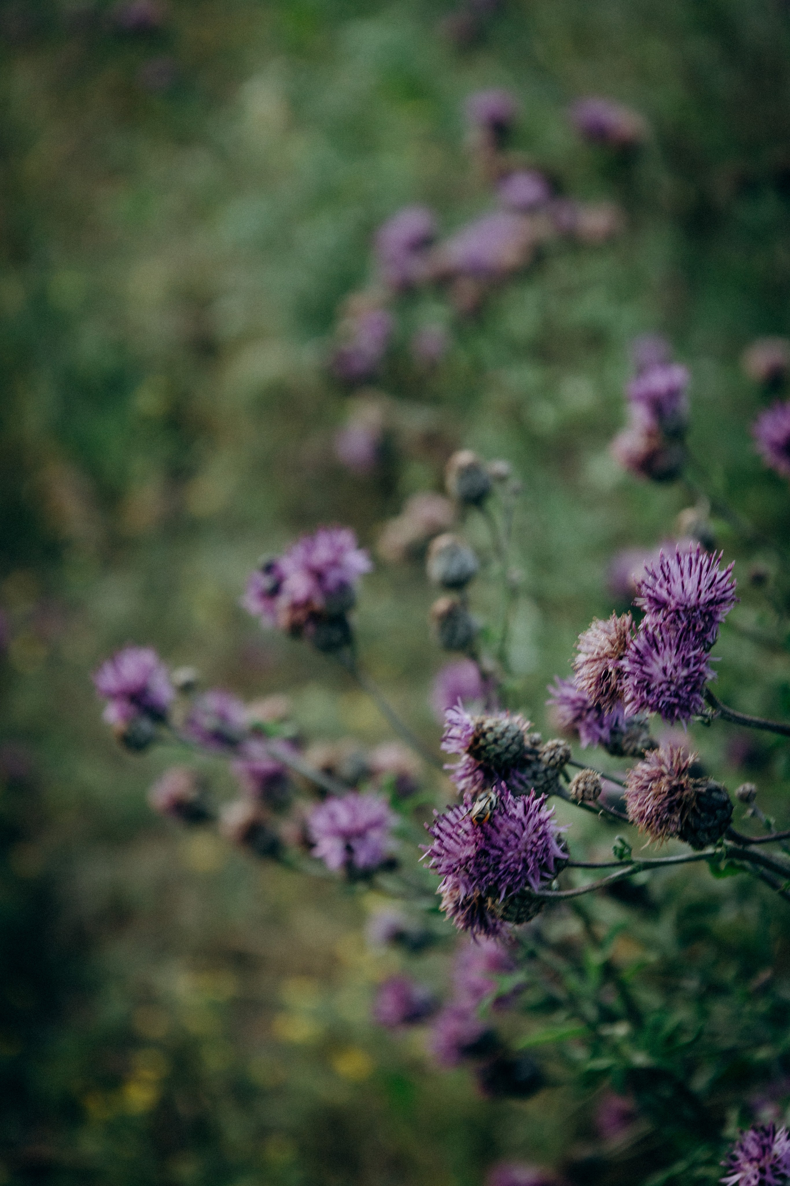 Маша, Антон, Варя, Фея и Вера. Портретный и семейный фотограф в Воронеже Ксения Ремизова