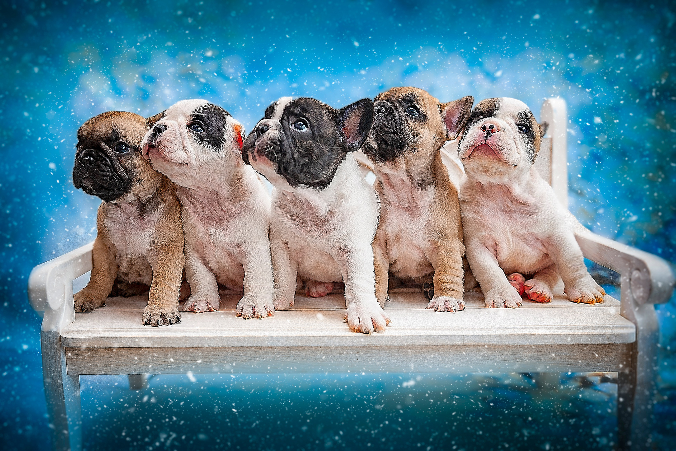 Фотосессия животных в Ижевских, фотограф животных. Детский, семейный фотограф в Ижевске и Москве Аксинья Лысенкова ADEN