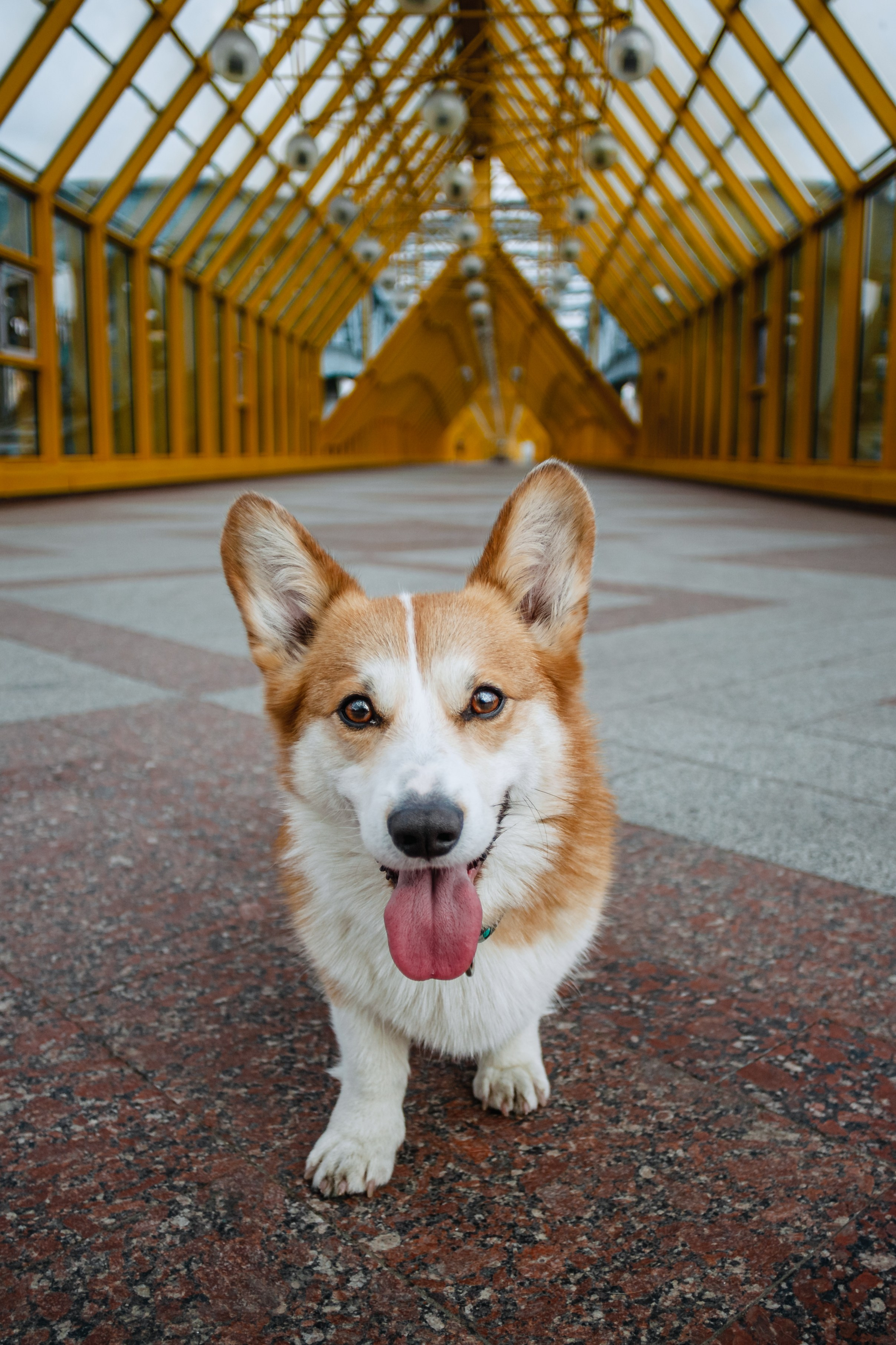 Андреевский мост. Фотограф-анималист Татьяна Степанова