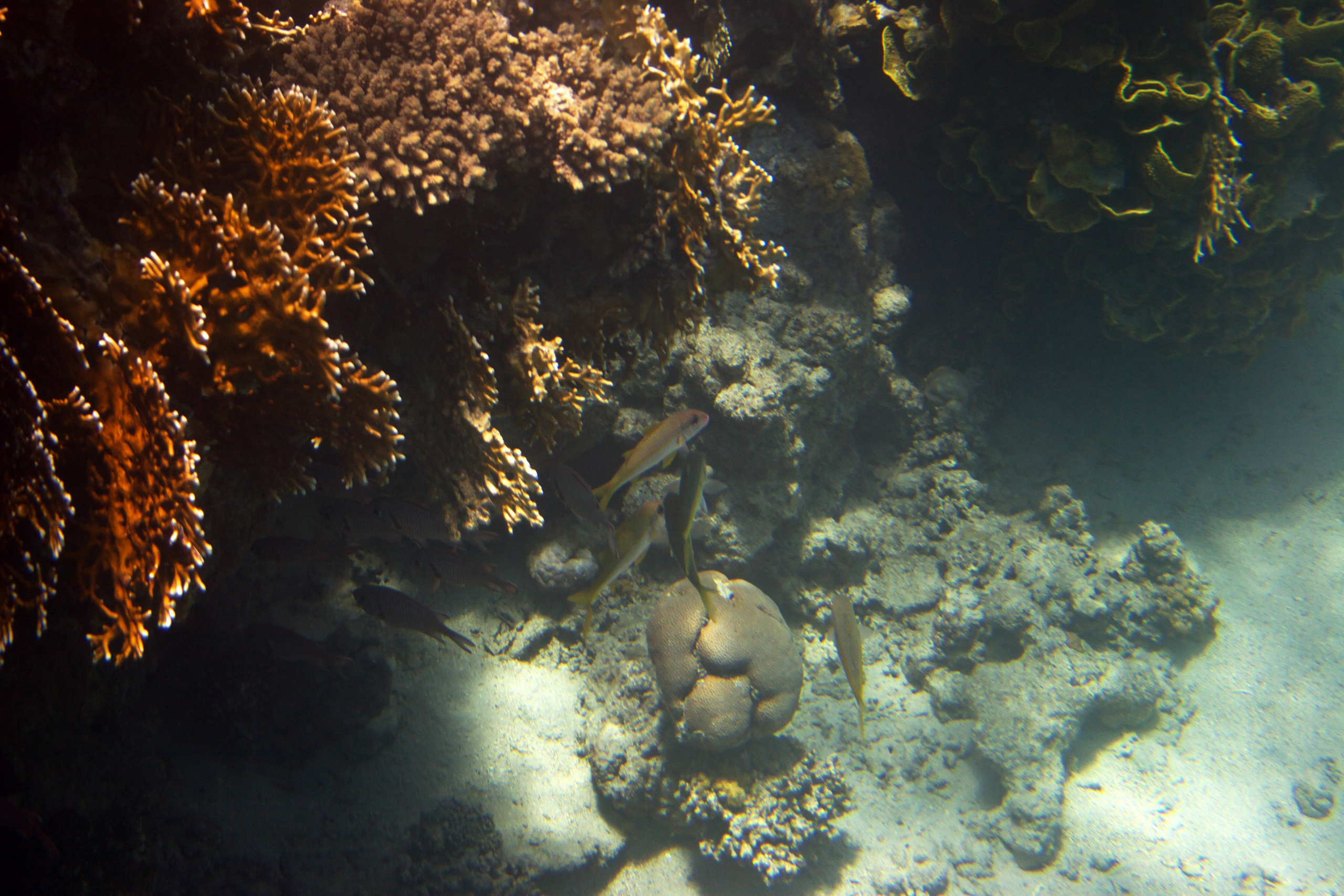 Под водой. Миша Печёнкин | фотография