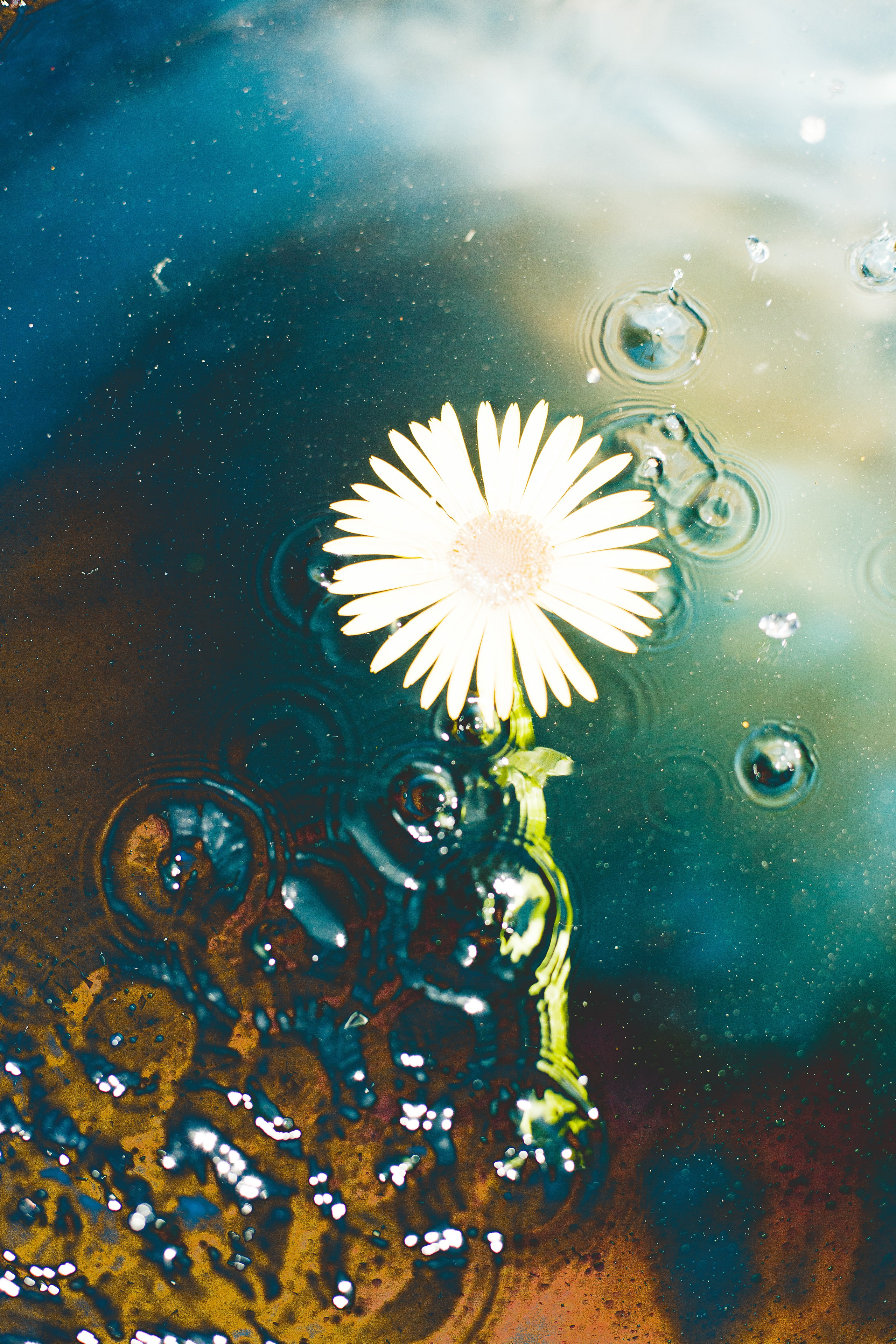 NON-EXISTENT FLOWERS. Фотограф Евгений Чащихин RGB АРХИТЕКТОР в Перми