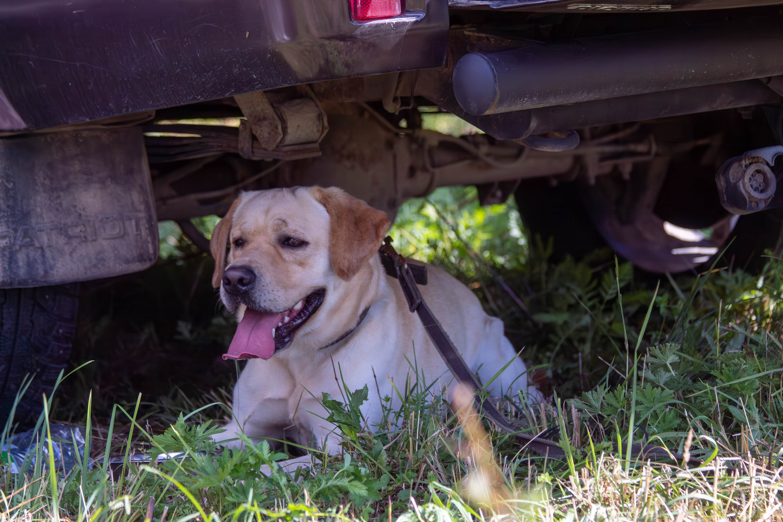 Репортажная съемка в Туле. Фотограф анималист — Тула, Москва