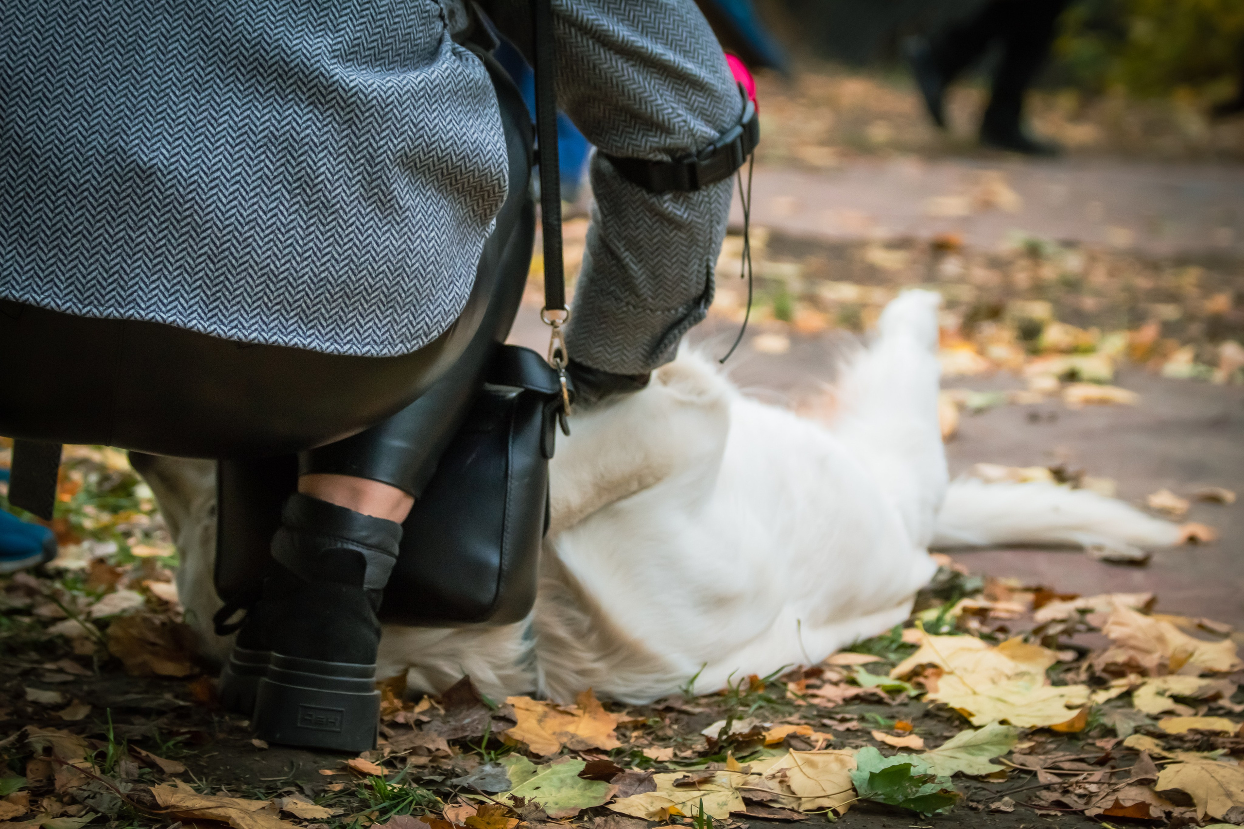 Костюмированный парад собак. Фотограф анималист — Тула, Москва