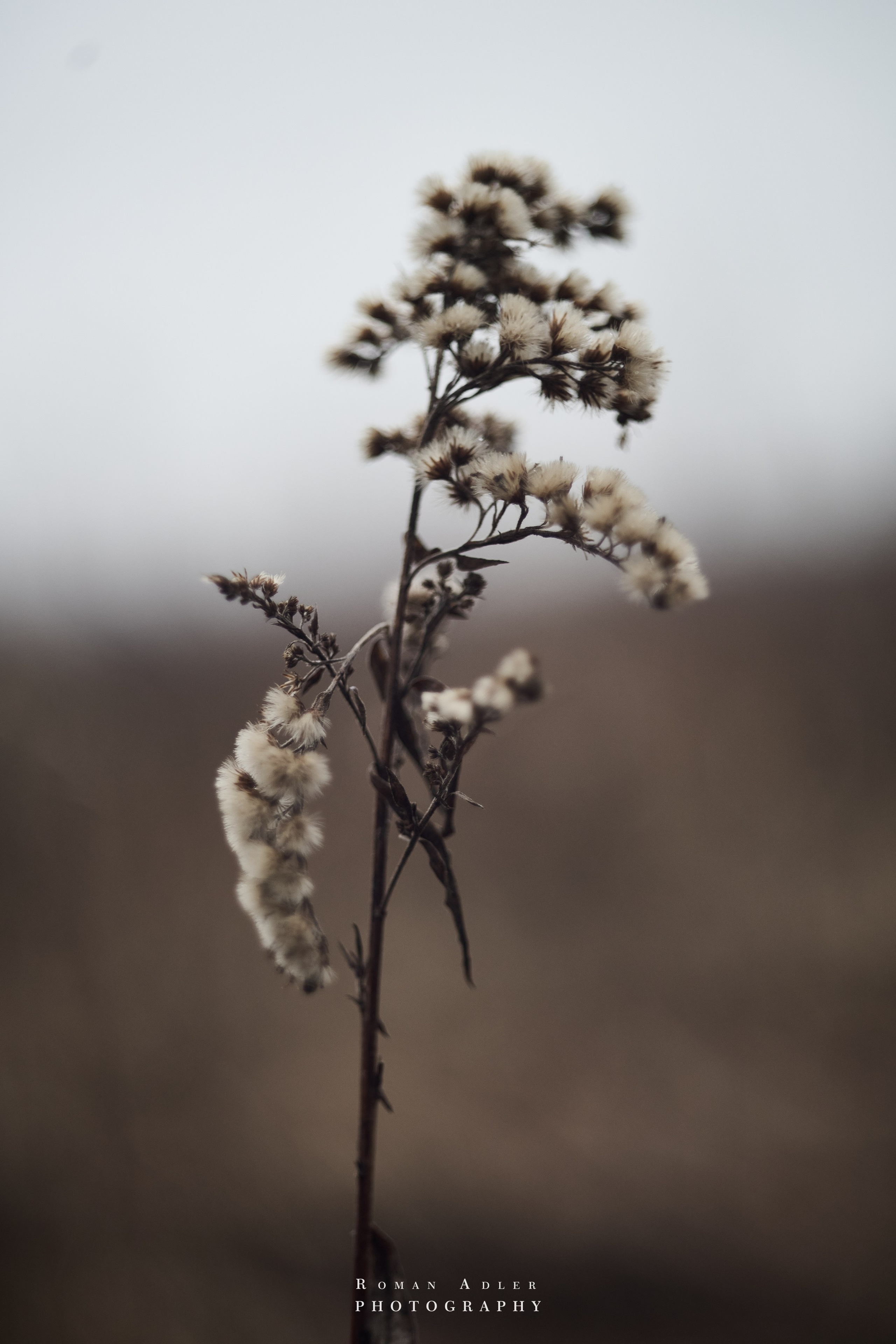 Февральский лес. Фотограф Роман Адлер