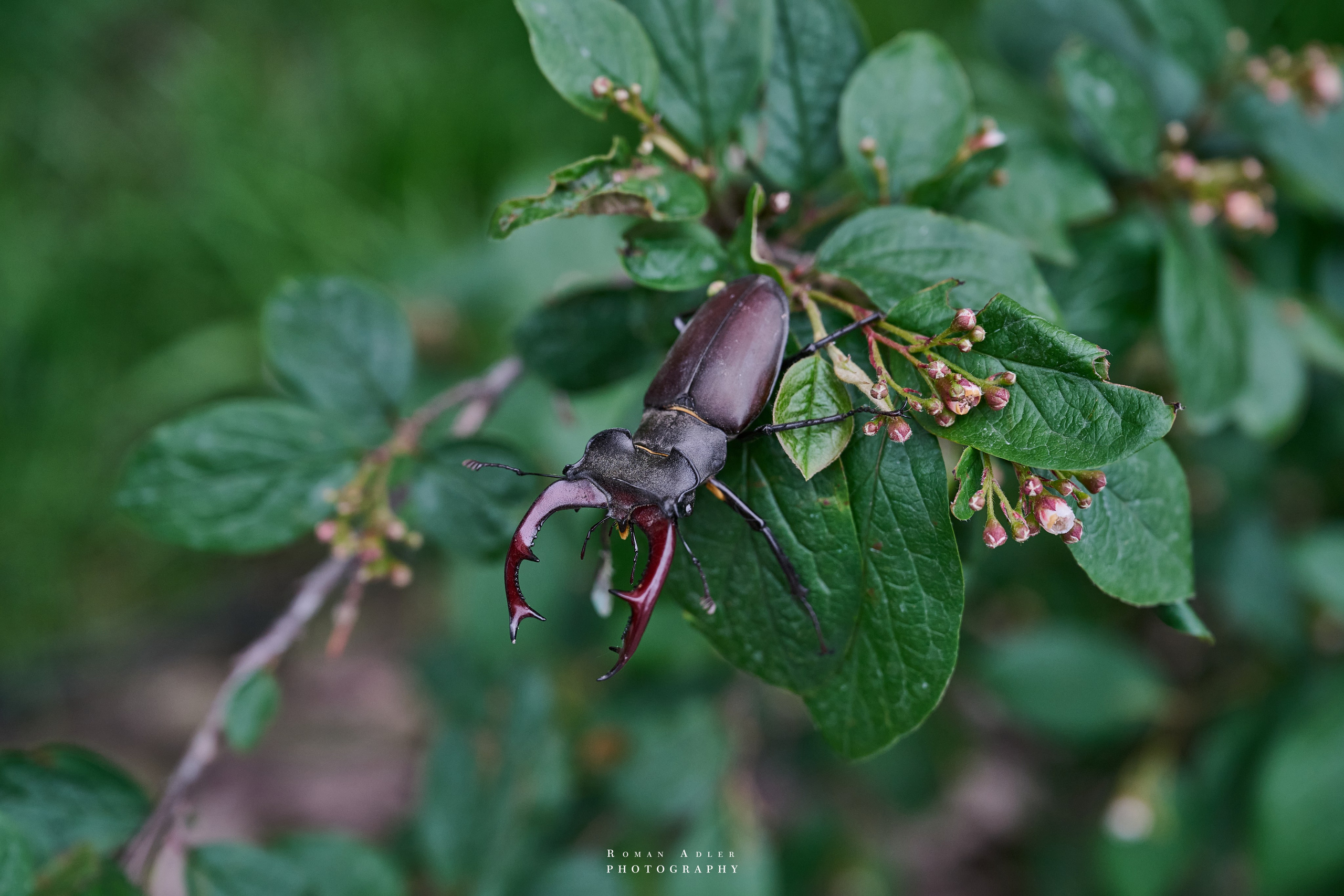 Воронеж. Май 2025. Фотограф Роман Адлер