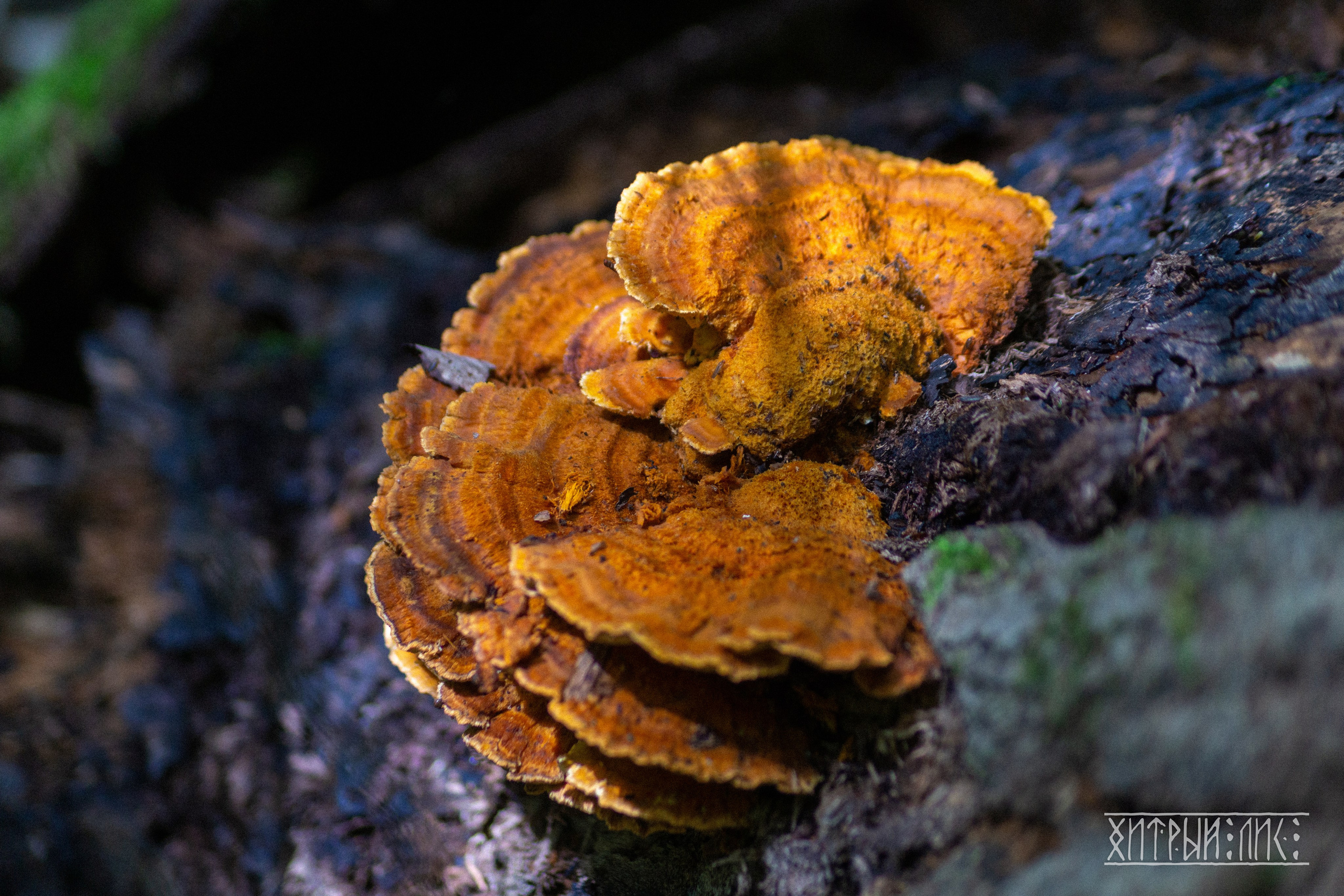 Беларусь. Фотограф-путешественник Самойлов Максим «Sly Fox»