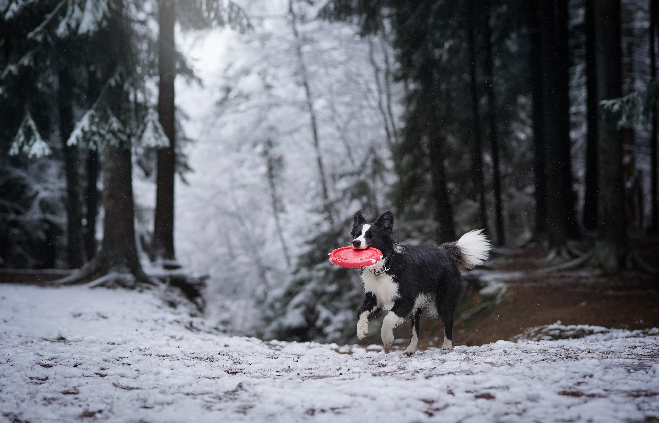 Юлия и Груша. Фотограф-анималист в Санкт-Петербурге Яна Мартынова