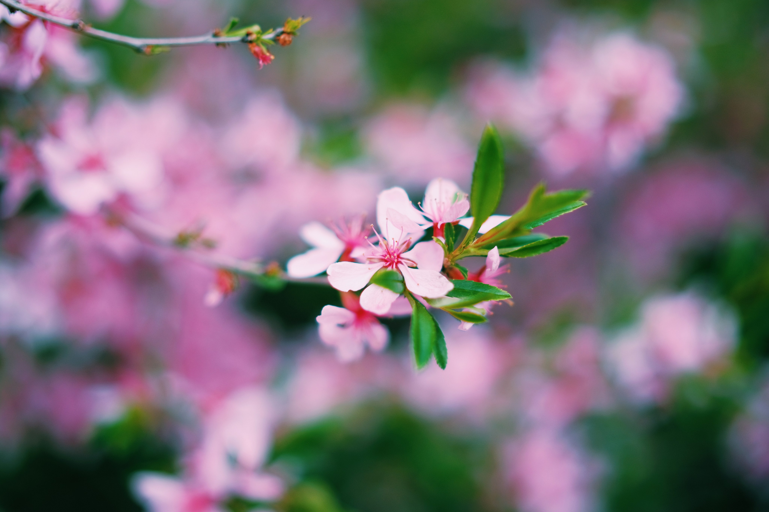 Nature. GubanovPhoto