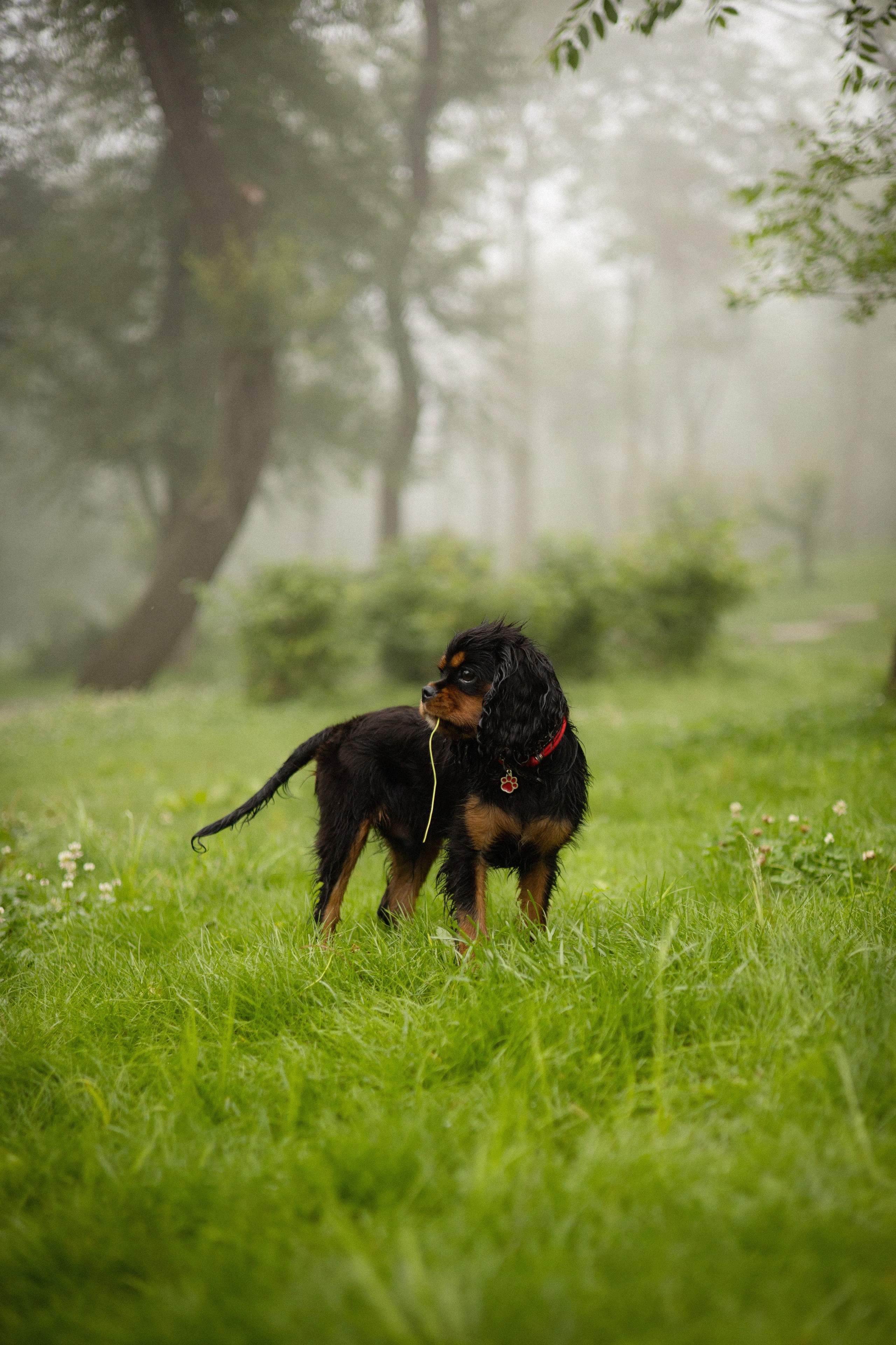 Алёна и Каспер. Фотограф — анималист Владивосток, Алина