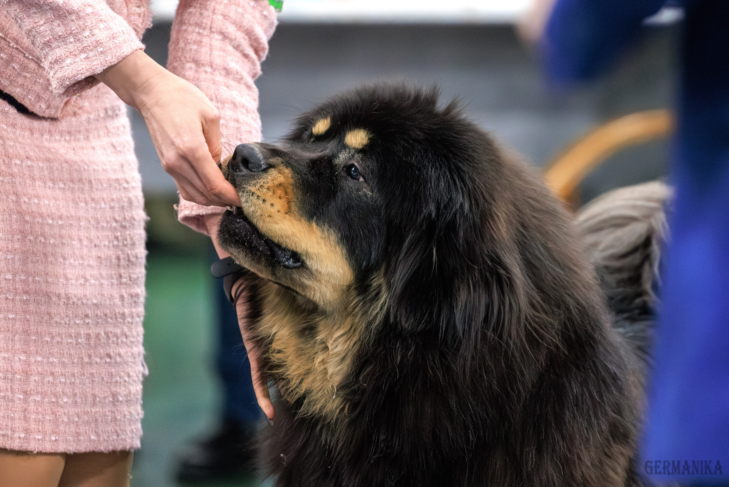Сфера 08 и 10.03.2024 2хмоно ротвейлеров+2хмоно сао. Фотограф-анималист Юлия Германика