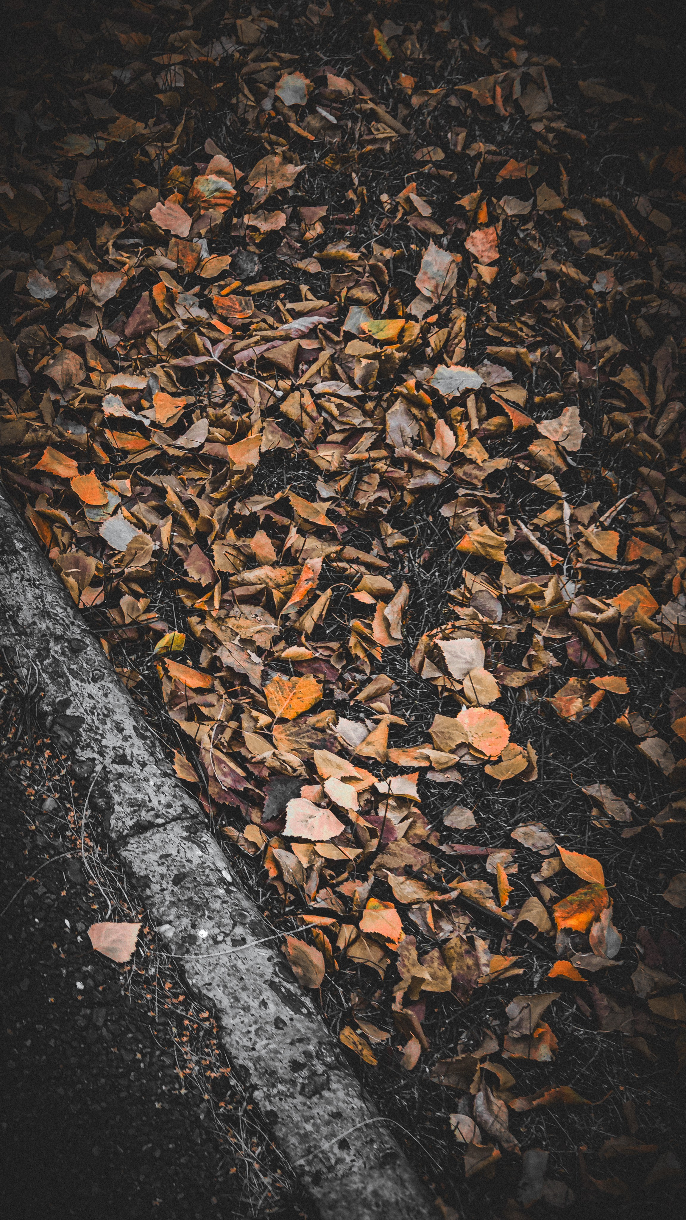 Осенние листья. Игорь Урывский. Фотограф Красноярск