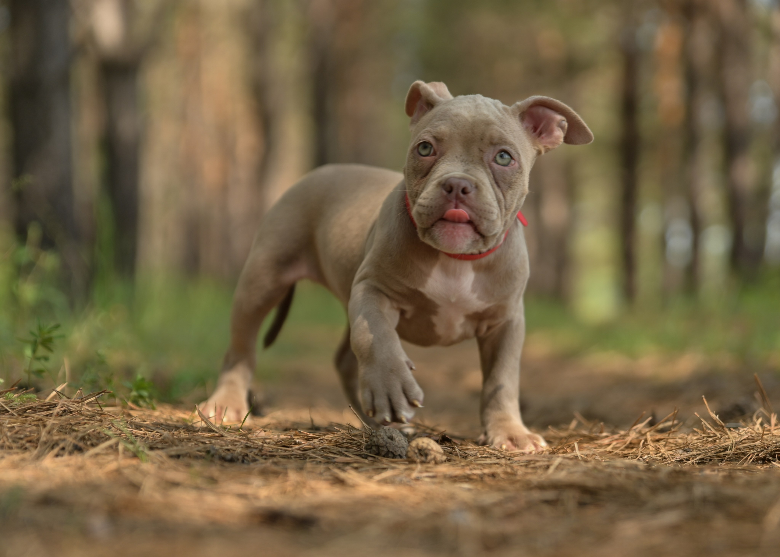 Свободные щенки Американский Булли в Иркутске. Питомник собак Иркутск
