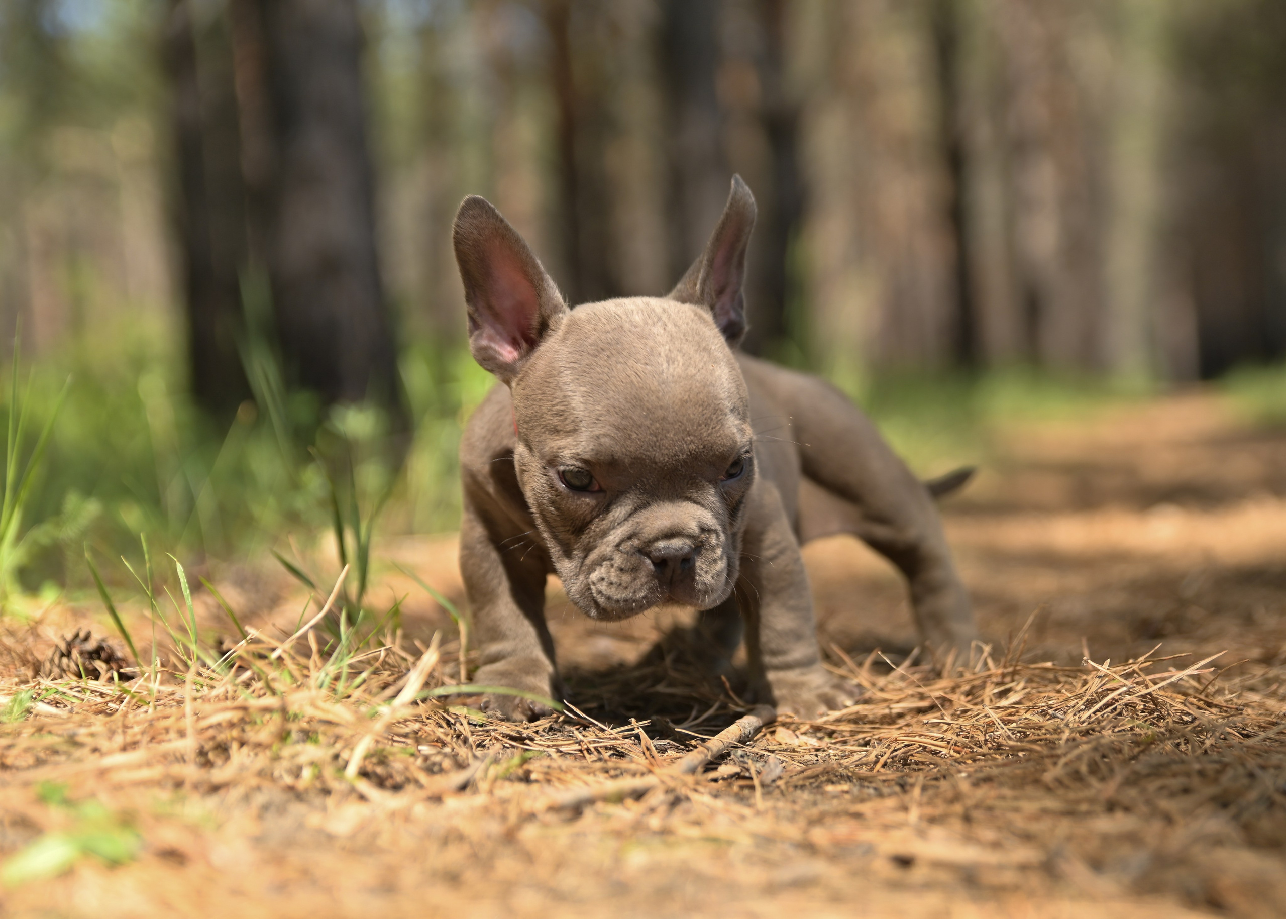 Свободные щенки Американский Булли в Иркутске. Питомник собак Иркутск