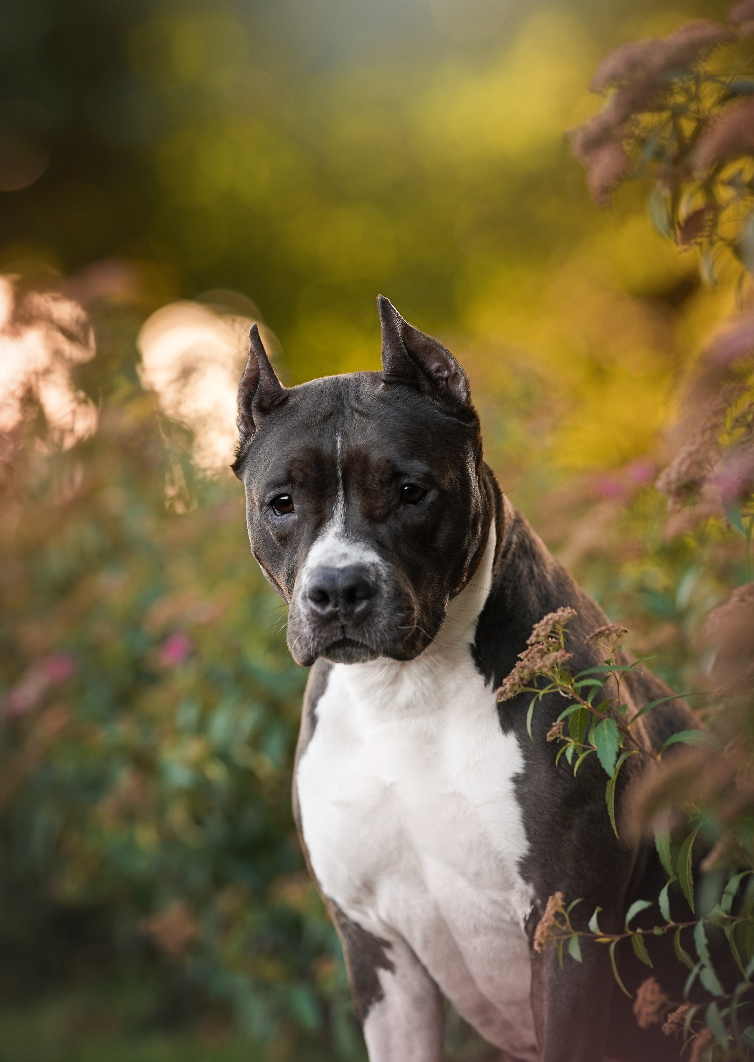 Аня Терентий и Кайли. Фотограф-анималист в Санкт-Петербурге Яна Мартынова