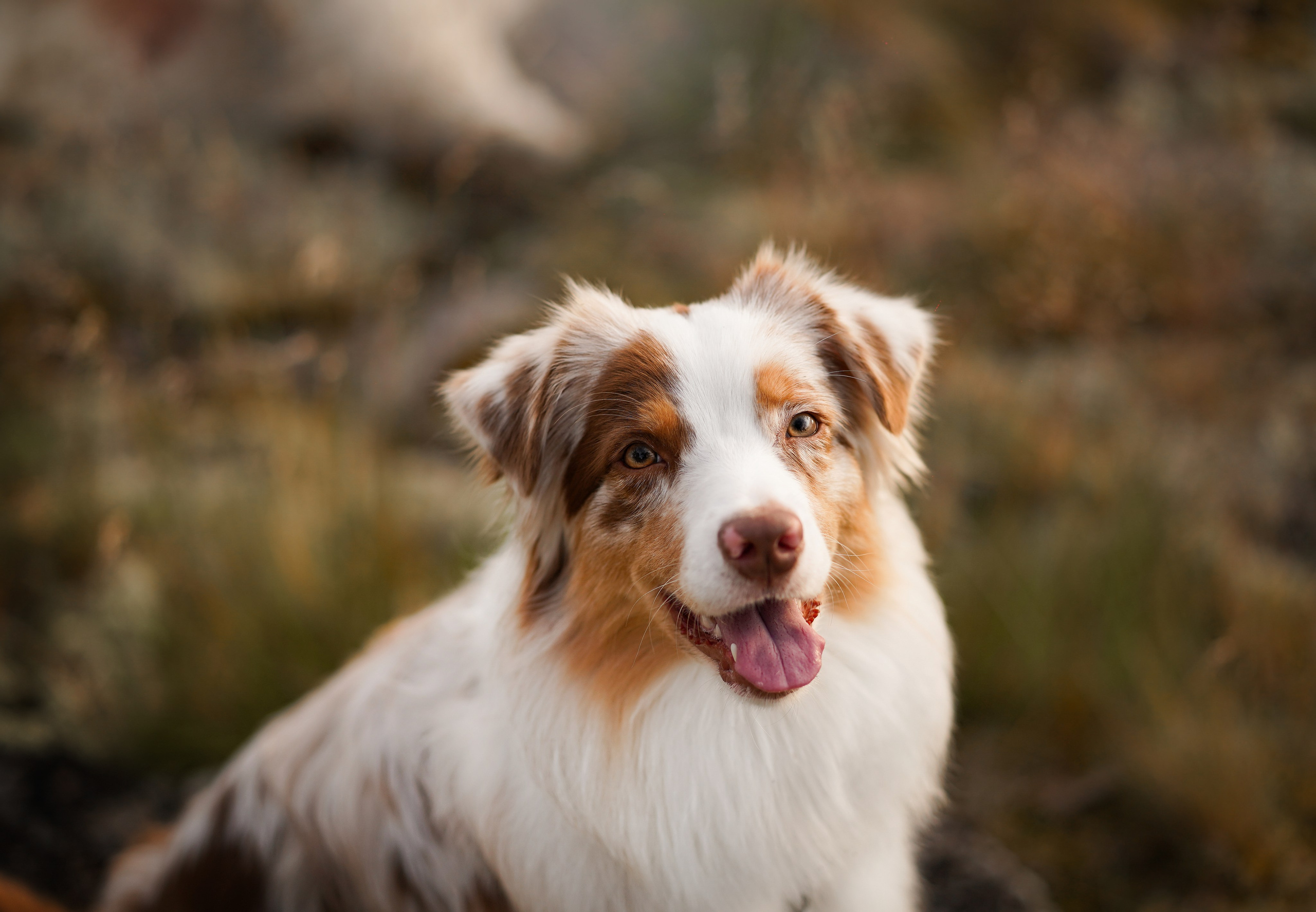 Карелия. Фотограф-анималист в Санкт-Петербурге Яна Мартынова