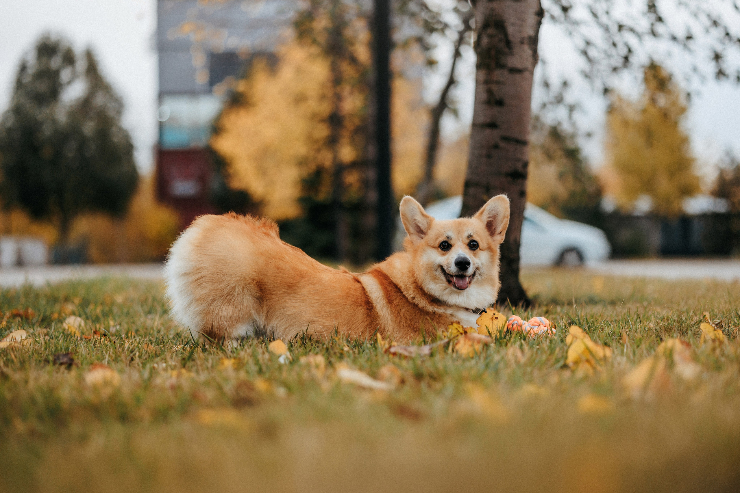 Вера, Саша и Муна. Фотограф-анималист Елена Радченко, Москва