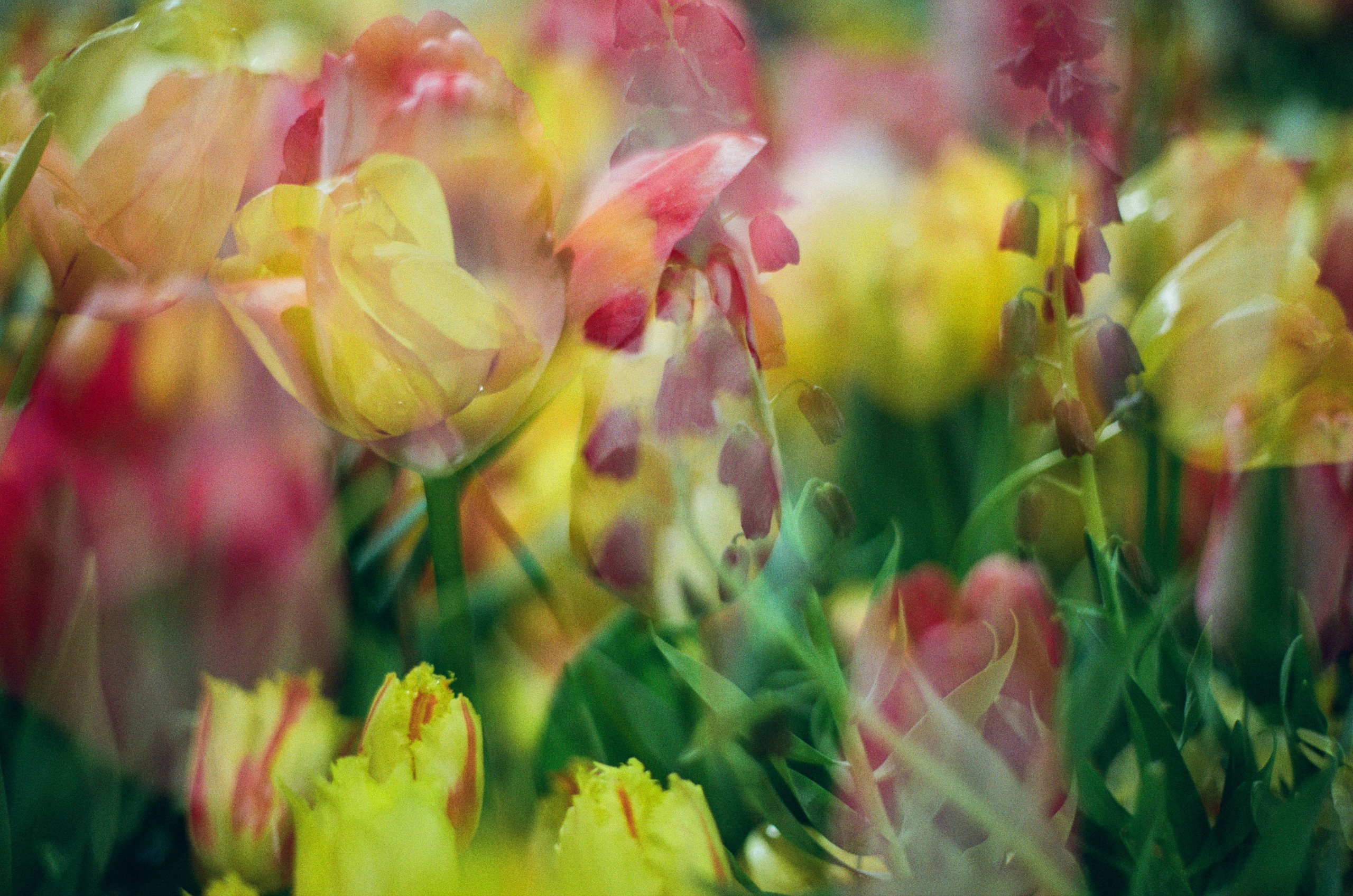 If i get high V. EVER EXPOSED