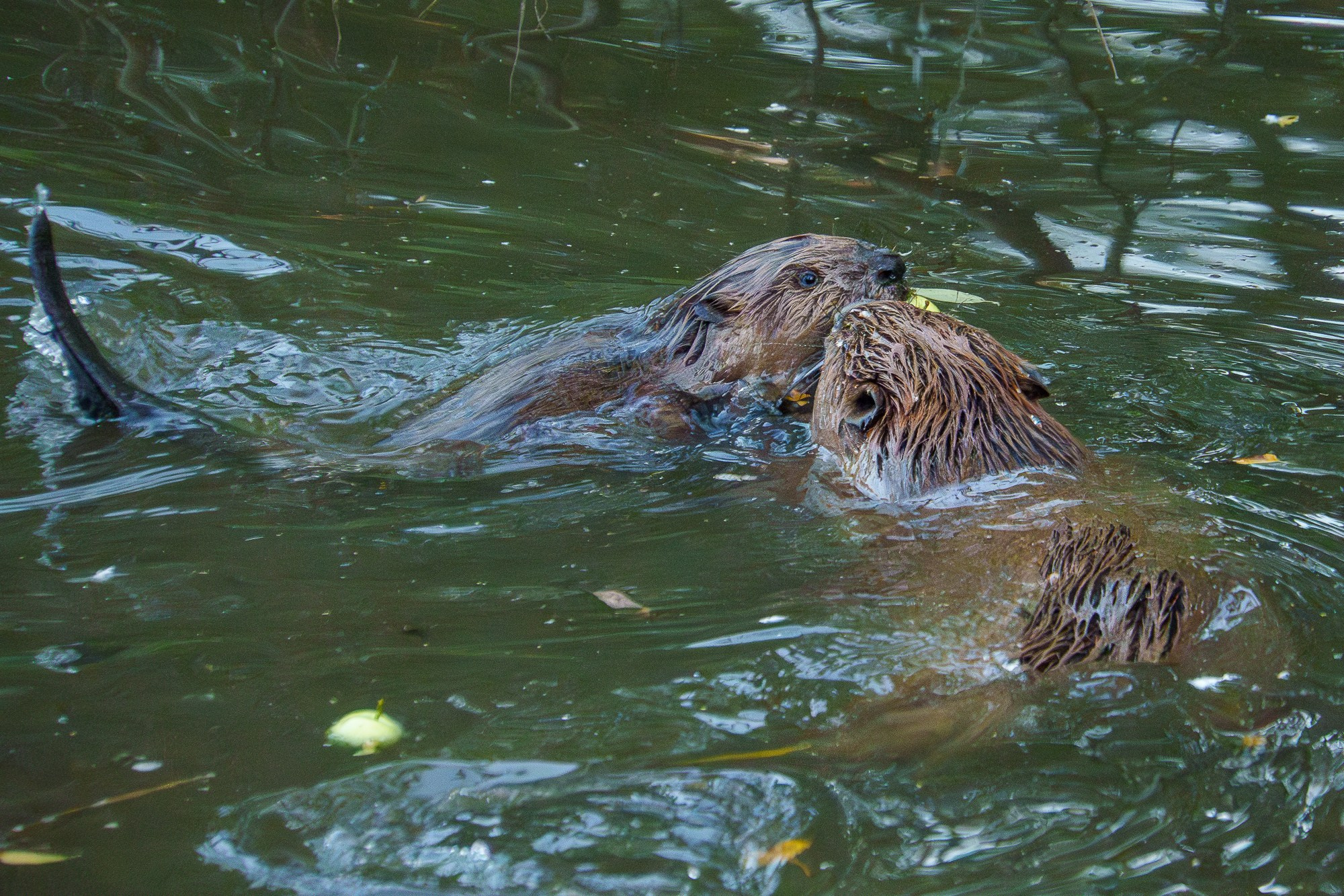 Животные. Ваш личный фотограф Марина Волкова