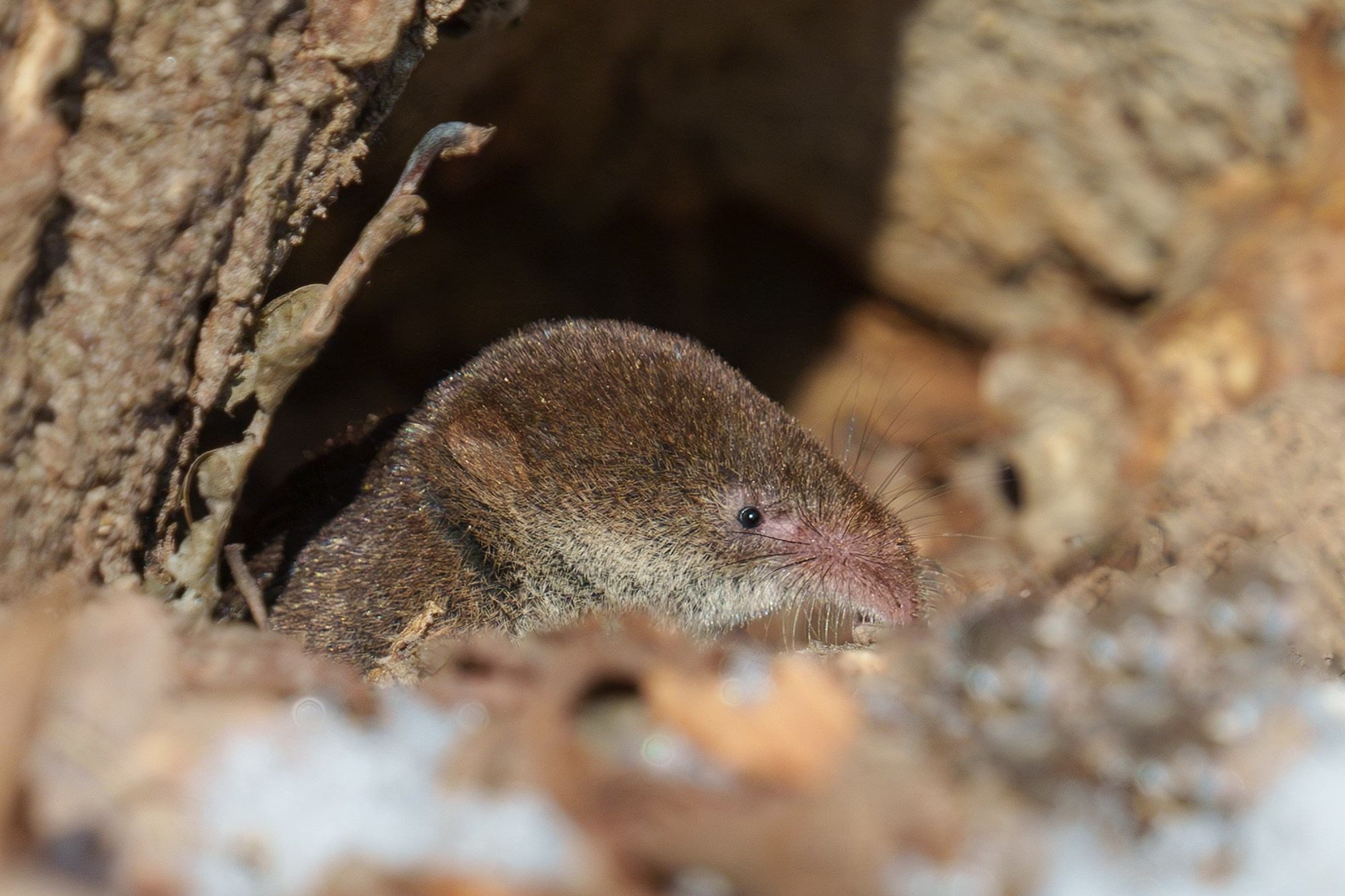 Животные. Ваш личный фотограф Марина Волкова