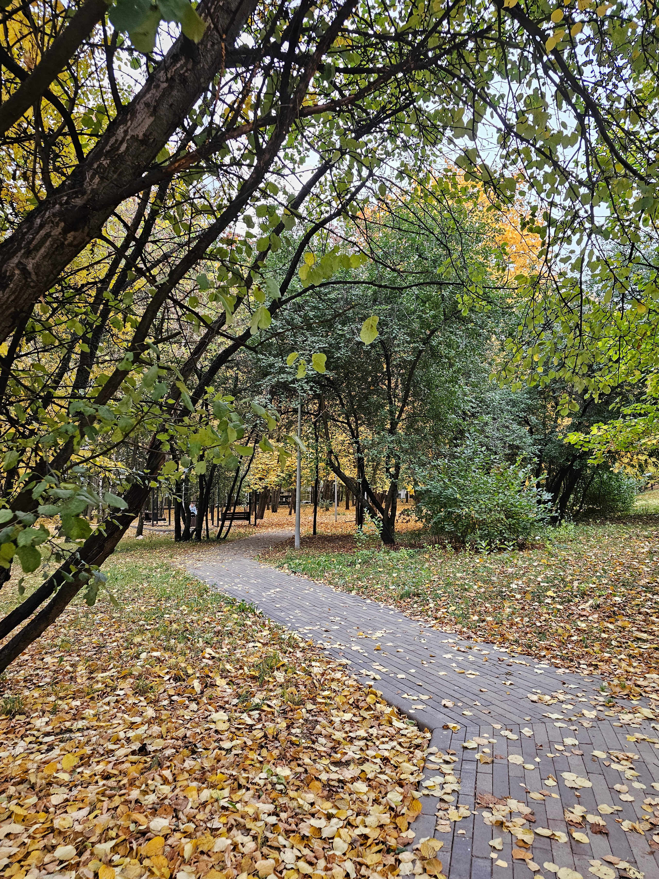 Извилистая дорожка в осеннем парке. Извилистая пешеходная дорожка, вымощенная серой плиткой, ведущая вглубь парка. Вокруг дорожки растут деревья, часть листвы которых еще зеленая, но земля густо усыпана желтыми осенними листьями. 