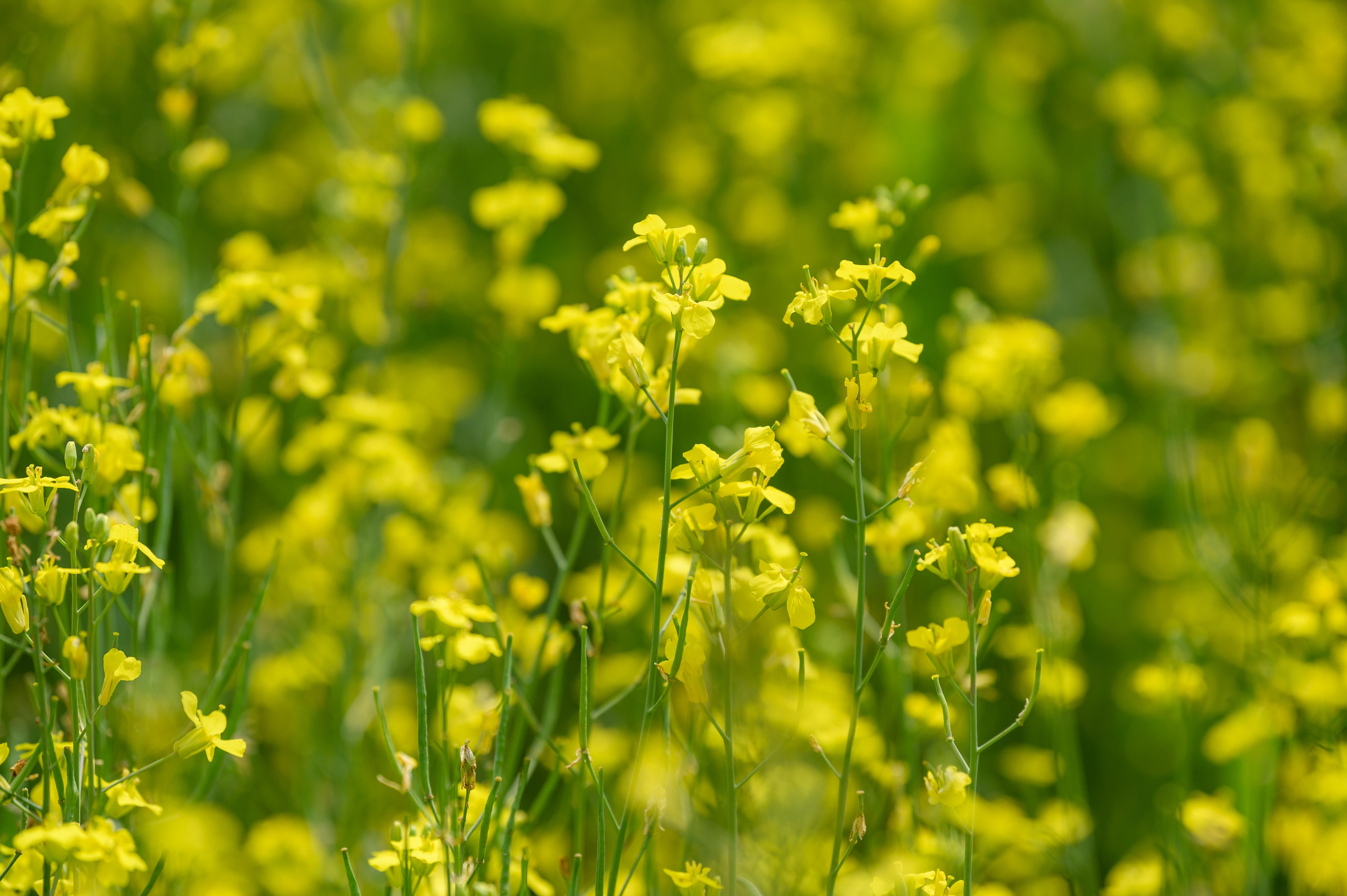 Проекты. Профессиональный фотограф Вячеслав Плацында | Липецк |