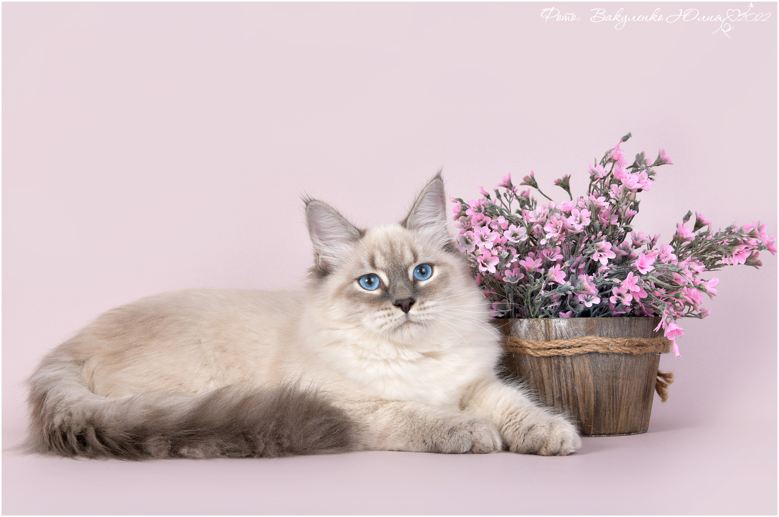 Взрослые. Фотограф анималист | семейный Юлия Вакуленко, г. Краснодар