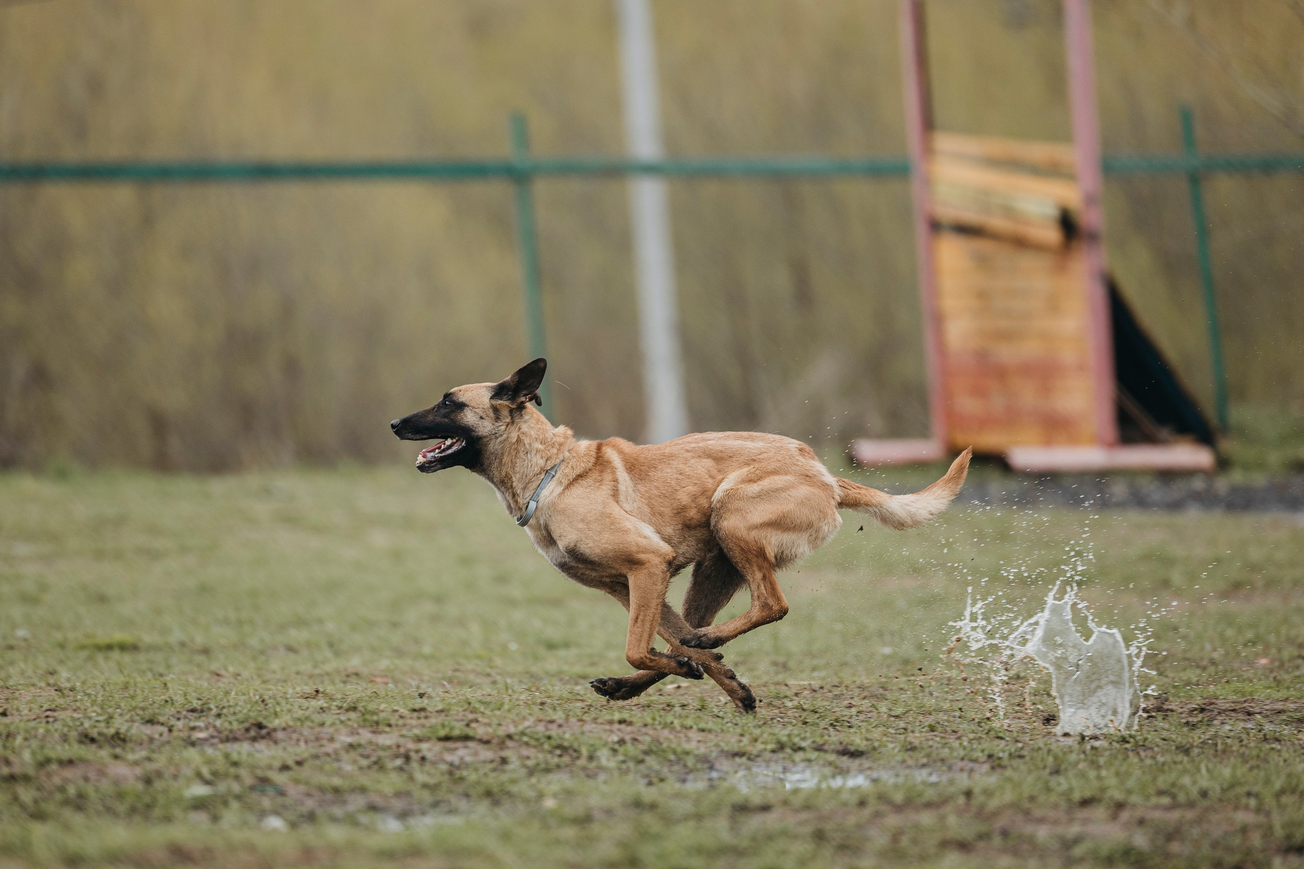 09.05.25 Вологда соревнования. Фотограф-анималист Анна Маринич