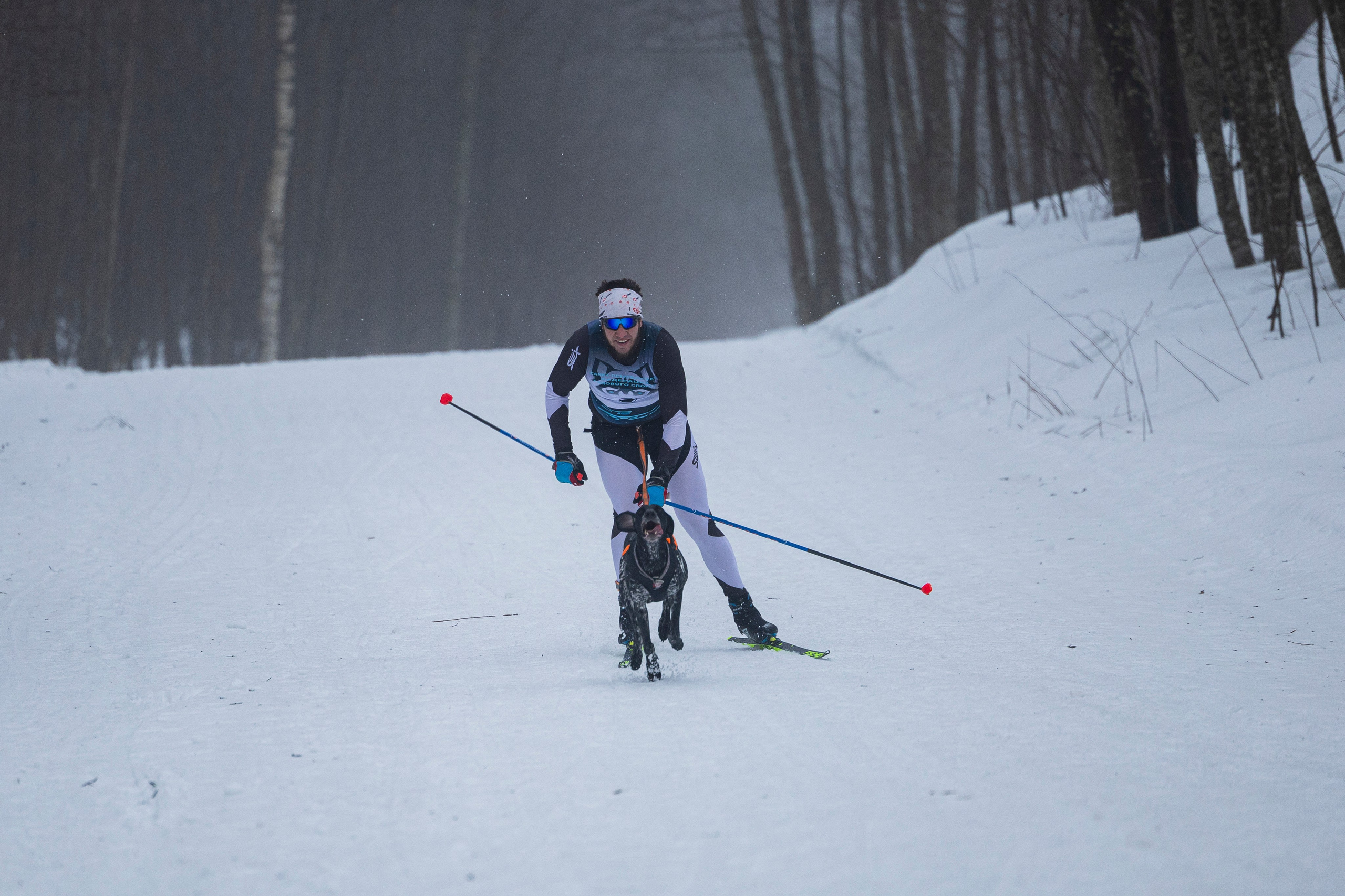 Зимний Чемпионат Санкт-Петербурга по ездовому спорту. Фотограф-анималист Анна Маринич