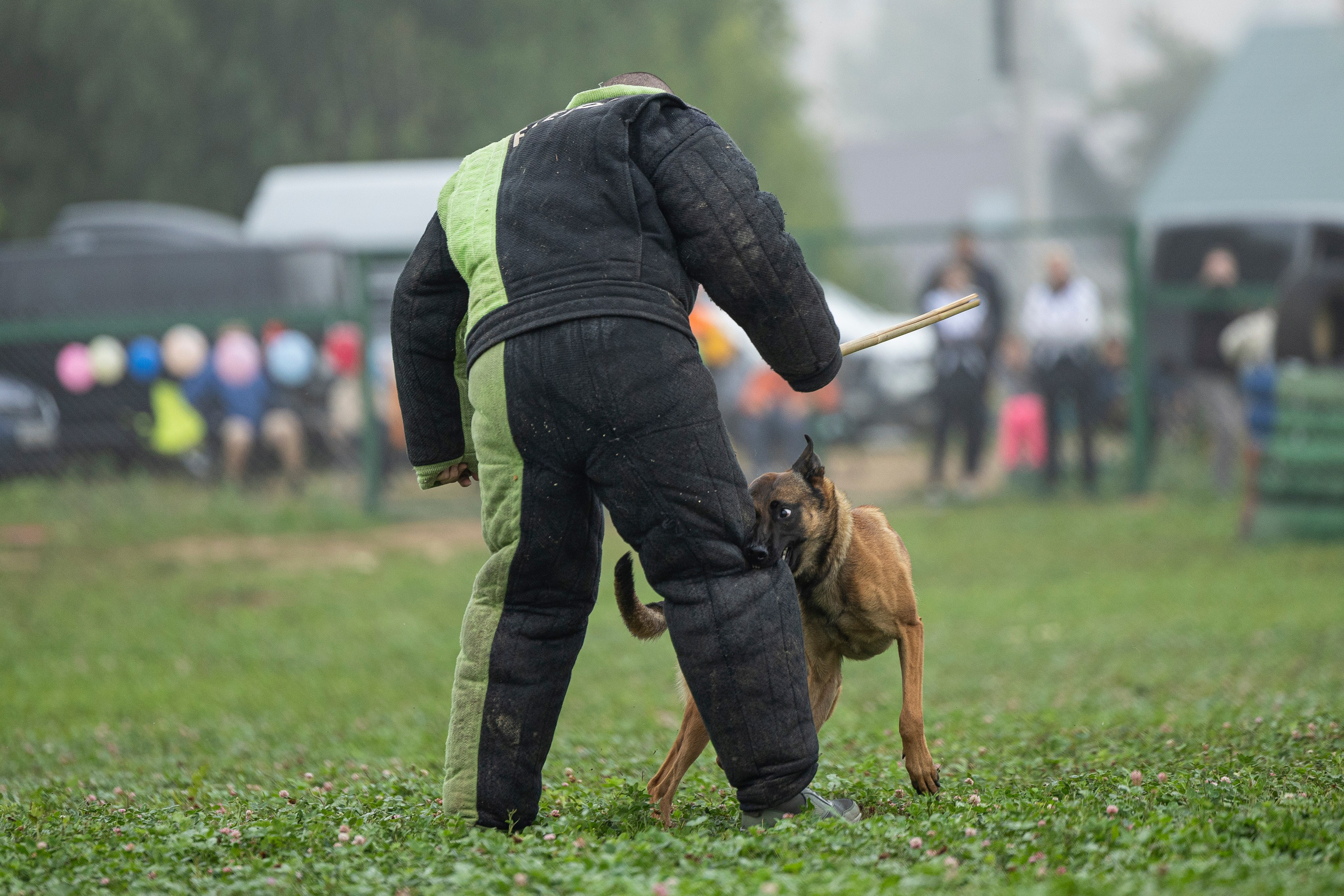 Соревнования по Мондьорингу г. Вологда 10-11.08.2024. Фотограф-анималист Анна Маринич