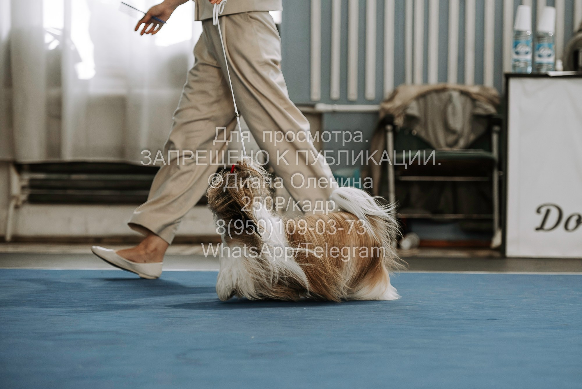 Выставка собак Красноярск 29.10.2023. Фотограф Диана Оленина Красноярск / Братск