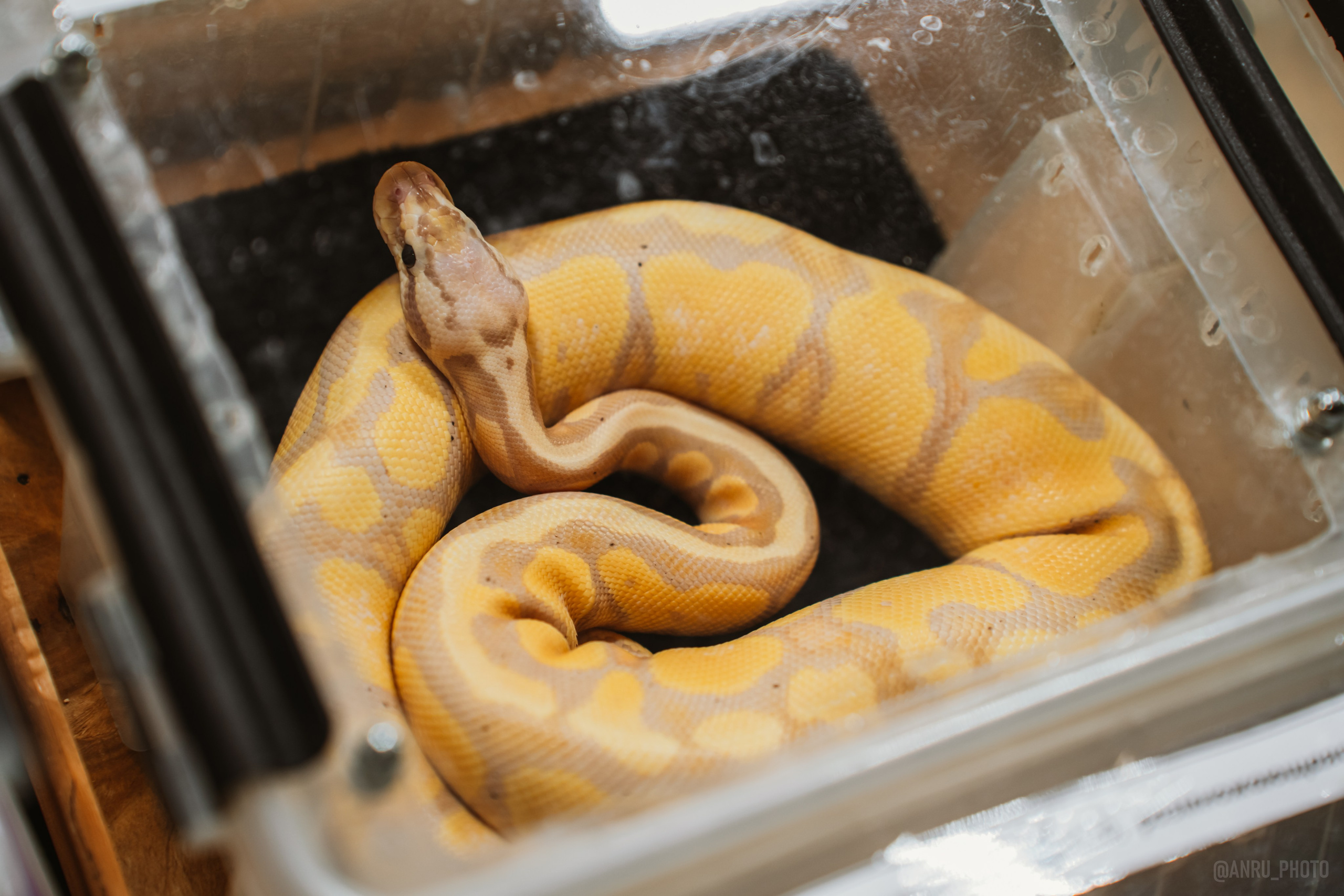 Рептилиум. Репортажный фотограф Анастасия Рубцова