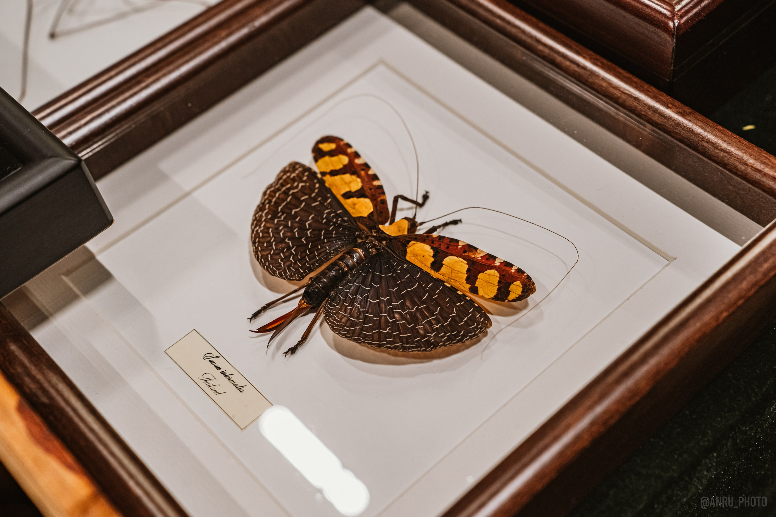 Рептилиум (ручная работа). Репортажный фотограф Анастасия Рубцова