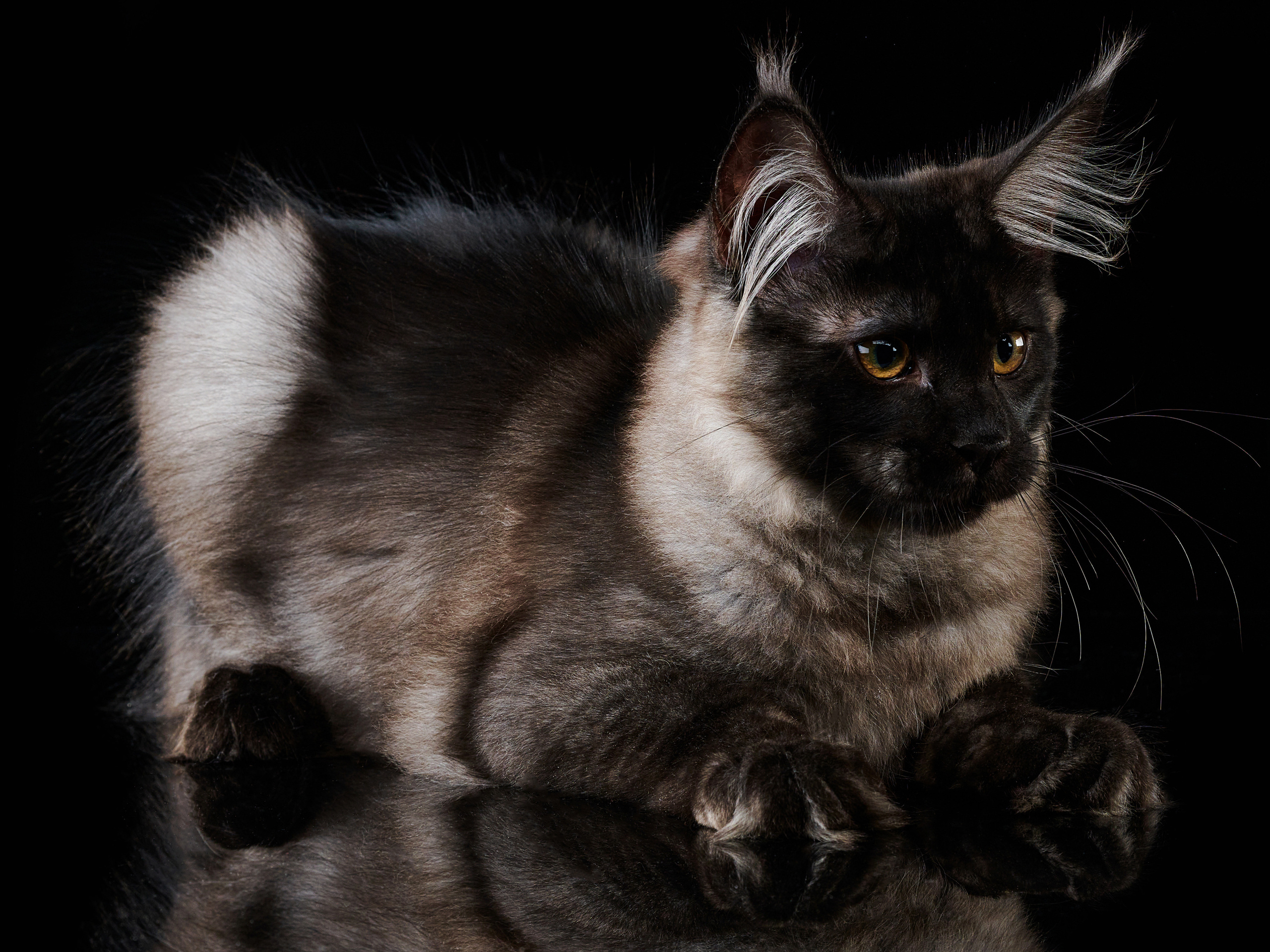 Фотографии животных, темный фон, кошки и собаки на фотографиях. Владислав Смирнов рекламный Фотограф в г. Иваново