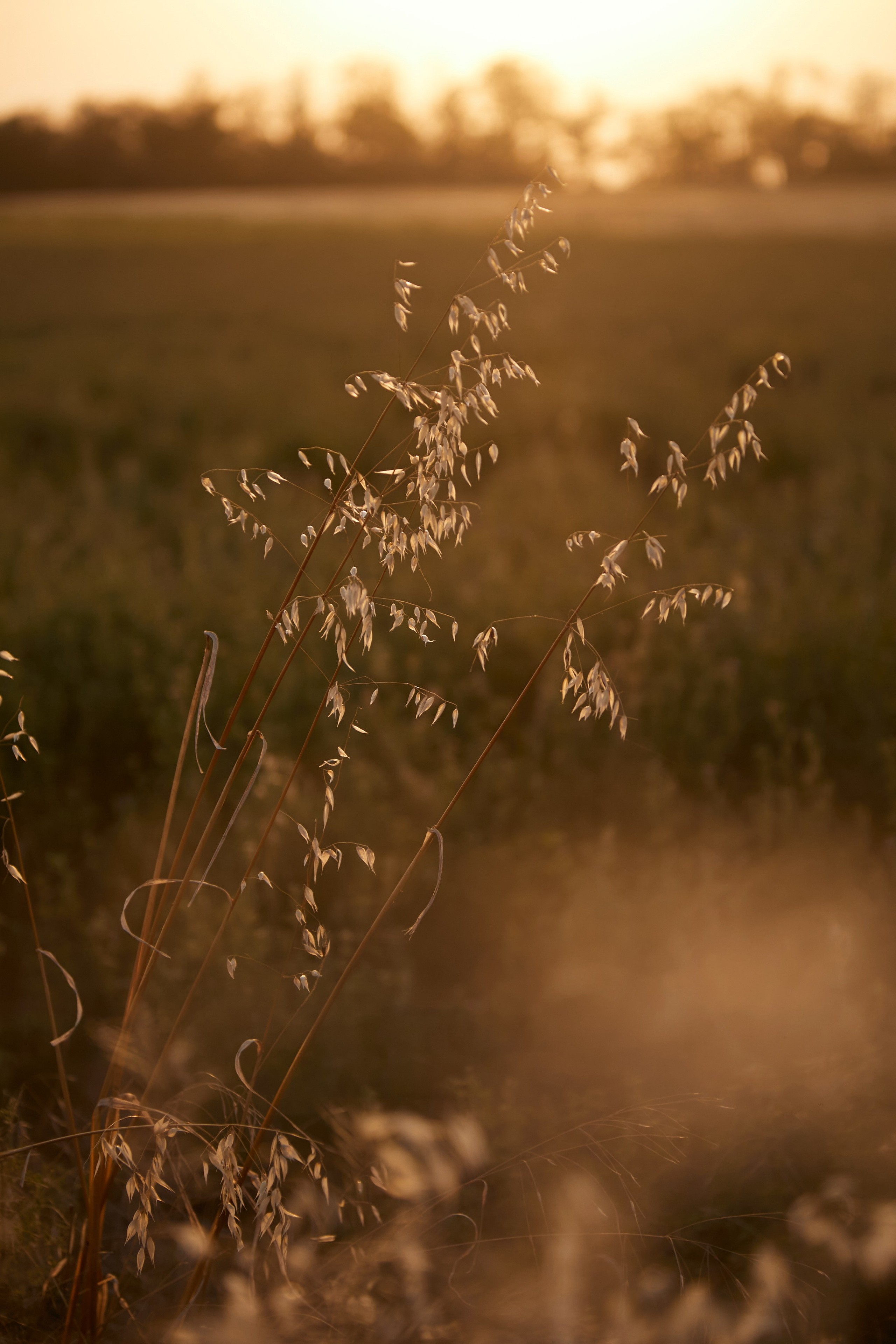 «Розы в соломе». Свадебный и креативный фотограф в ЮФО и МСК