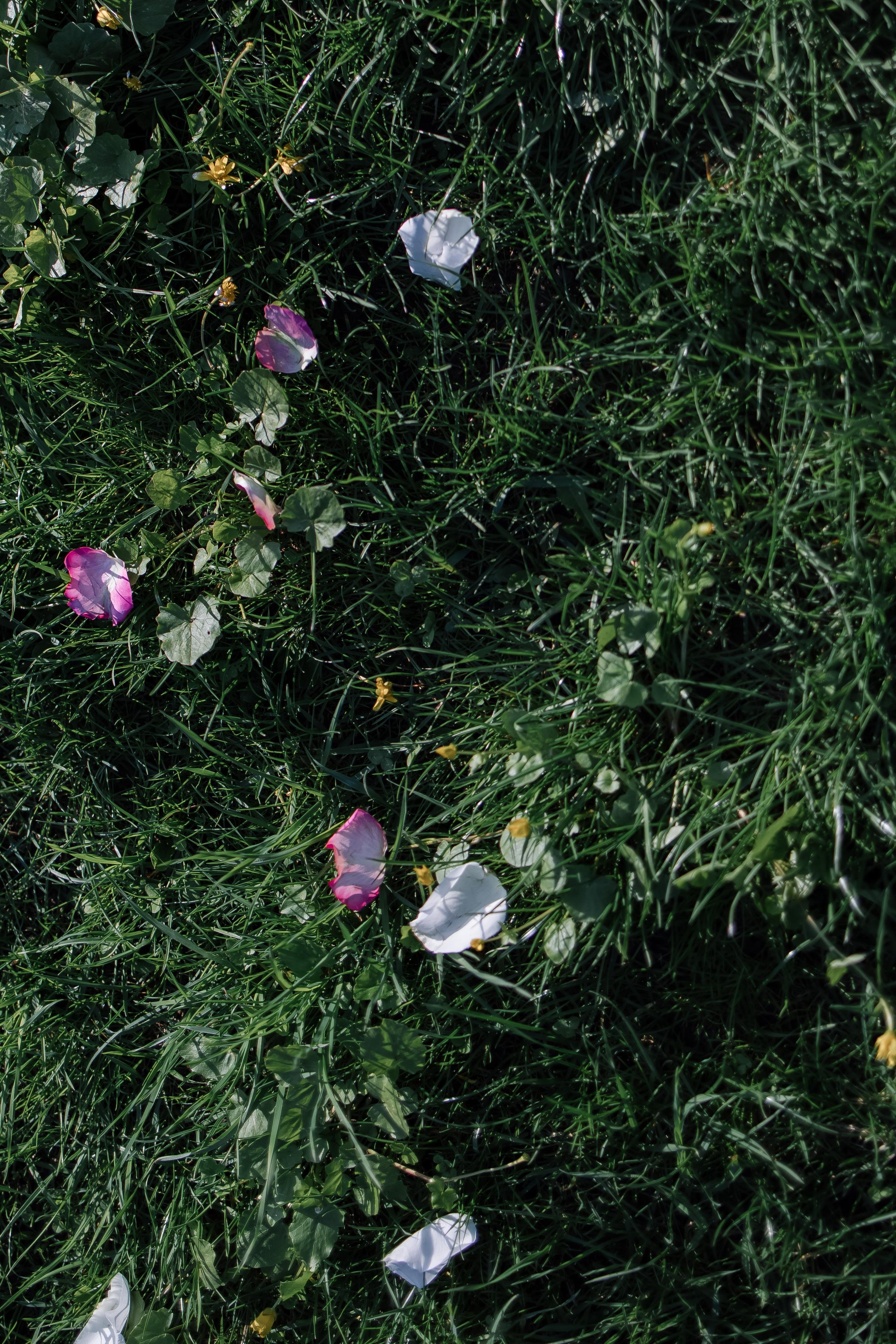 Виталий/Алеся. Свадебный фотограф