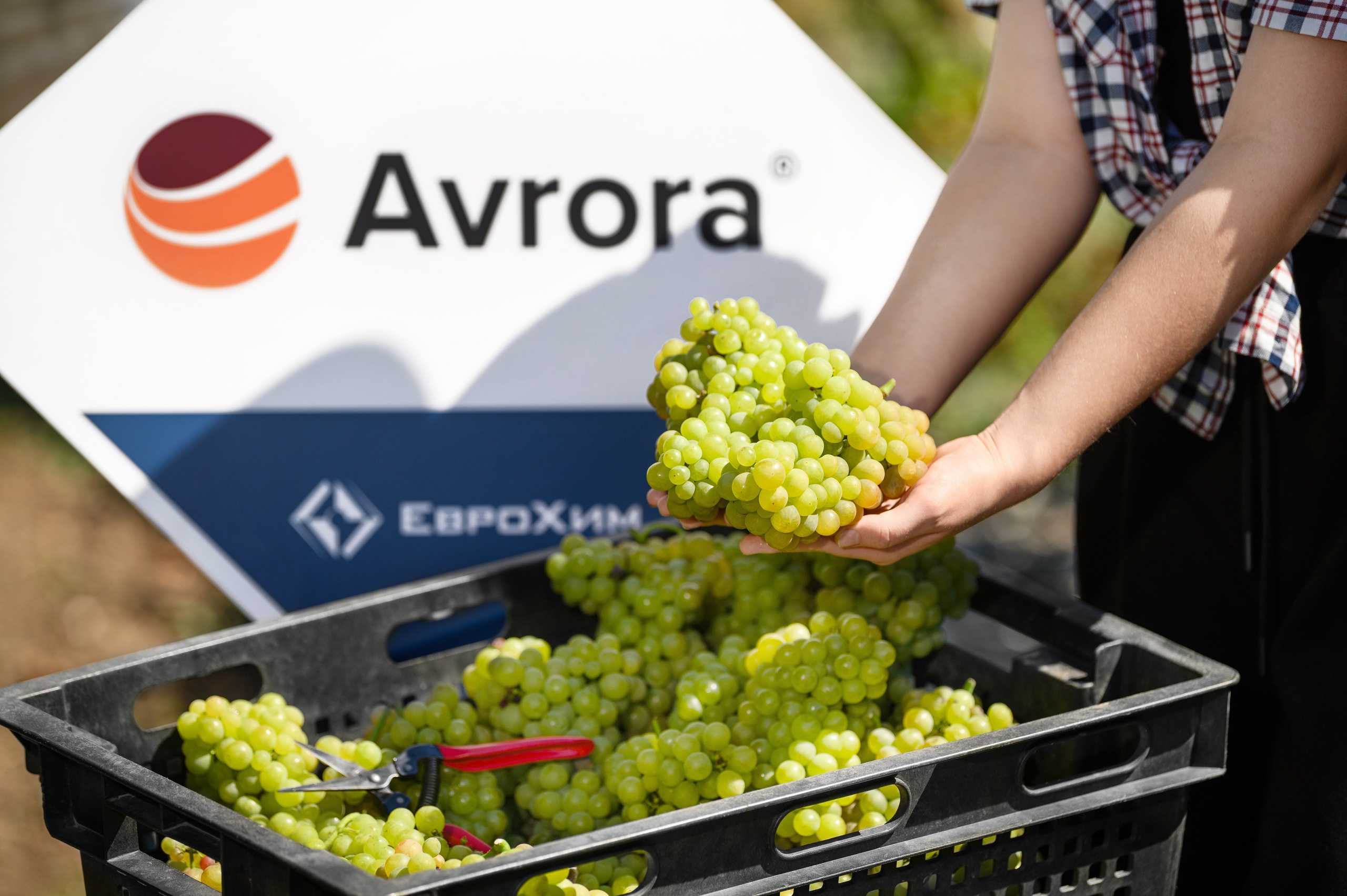 Проекты. Профессиональный фотограф Вячеслав Плацында | Липецк |