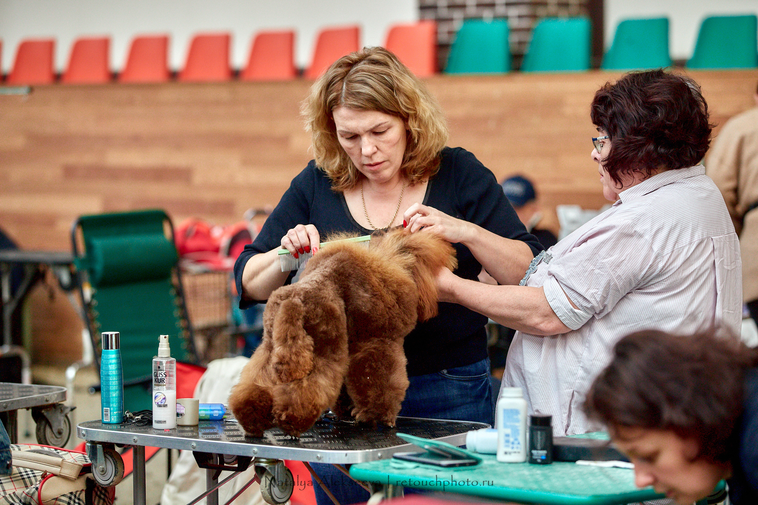 Всепородная выставка собак «МОЯ МОСКВА 2020», Maxima Stables | 09'2020. Репортажный фотограф и ретушер в Москве Наталья Алексеева