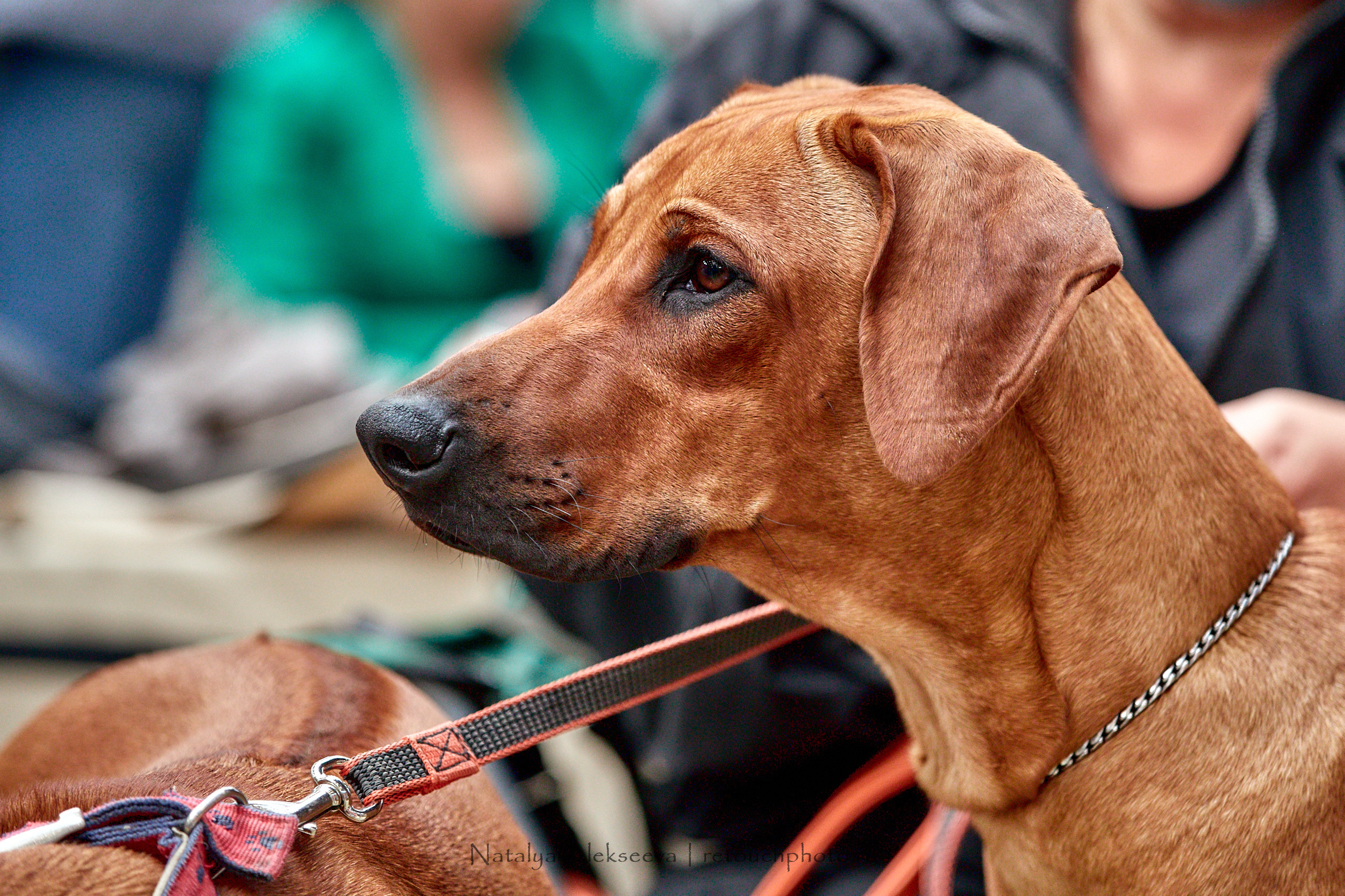 Всепородная выставка собак «МОЯ МОСКВА 2020», Maxima Stables | 09'2020. Репортажный фотограф и ретушер в Москве Наталья Алексеева