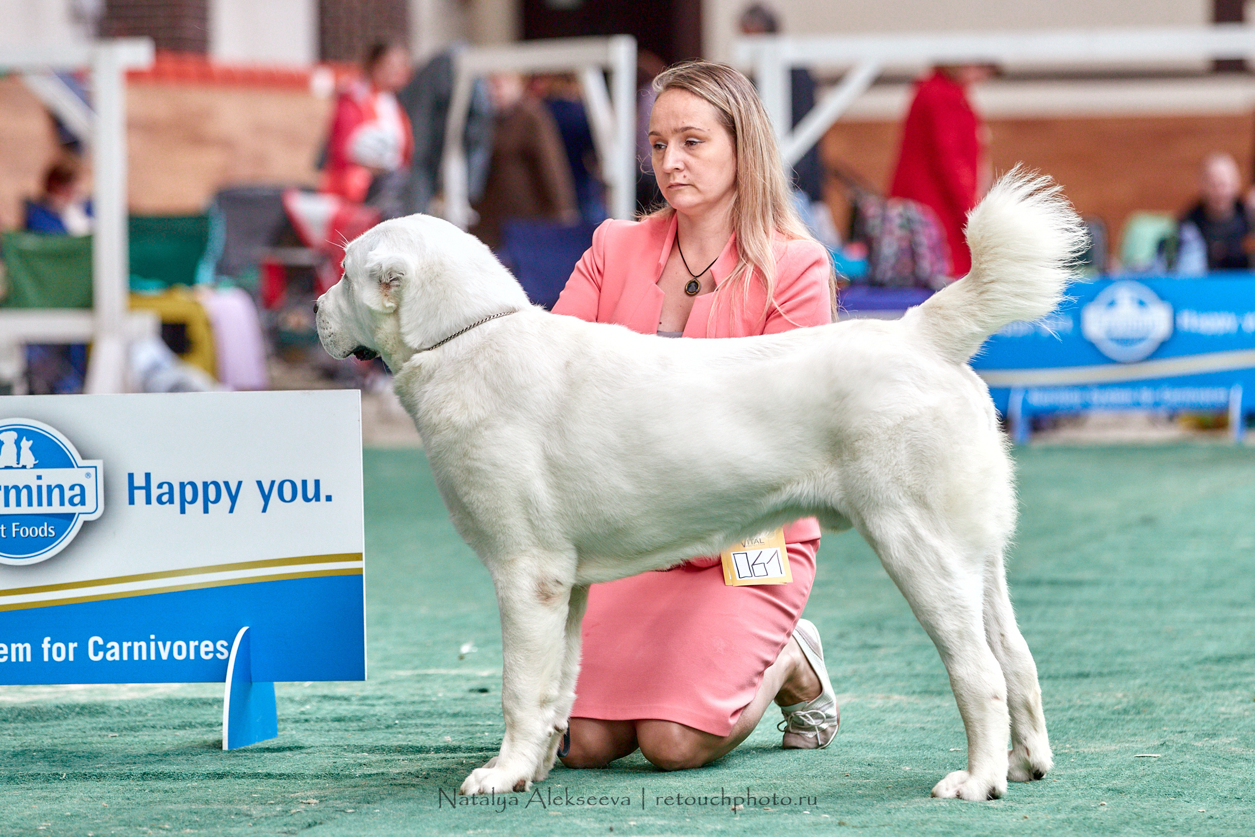 Всепородная выставка собак «МОЯ МОСКВА 2020», Maxima Stables | 09'2020. Репортажный фотограф и ретушер в Москве Наталья Алексеева