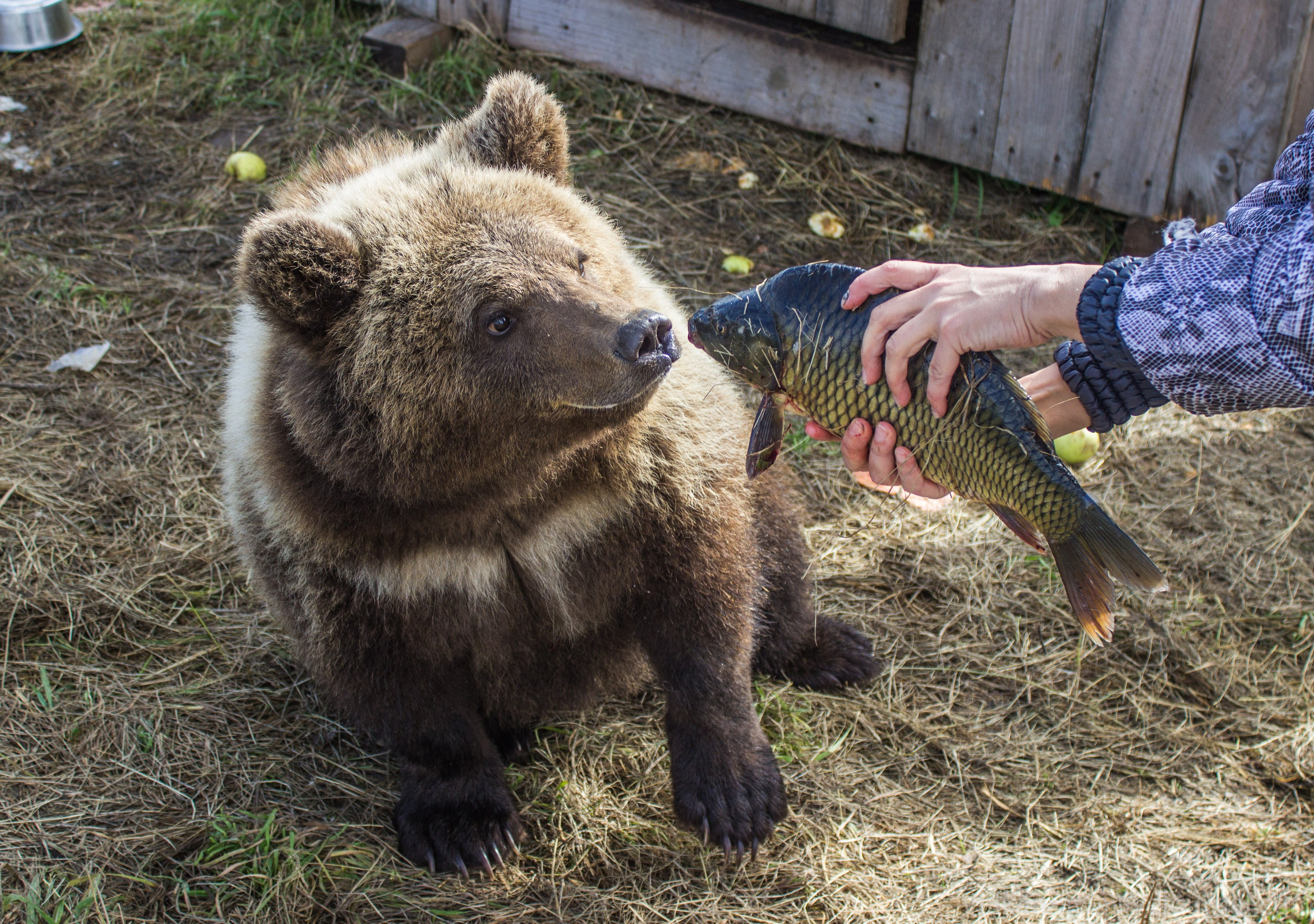 Медведь Мансур. Фотоальбом показывающий увлекательный мир авиации и мир медведей Андрея Иванова