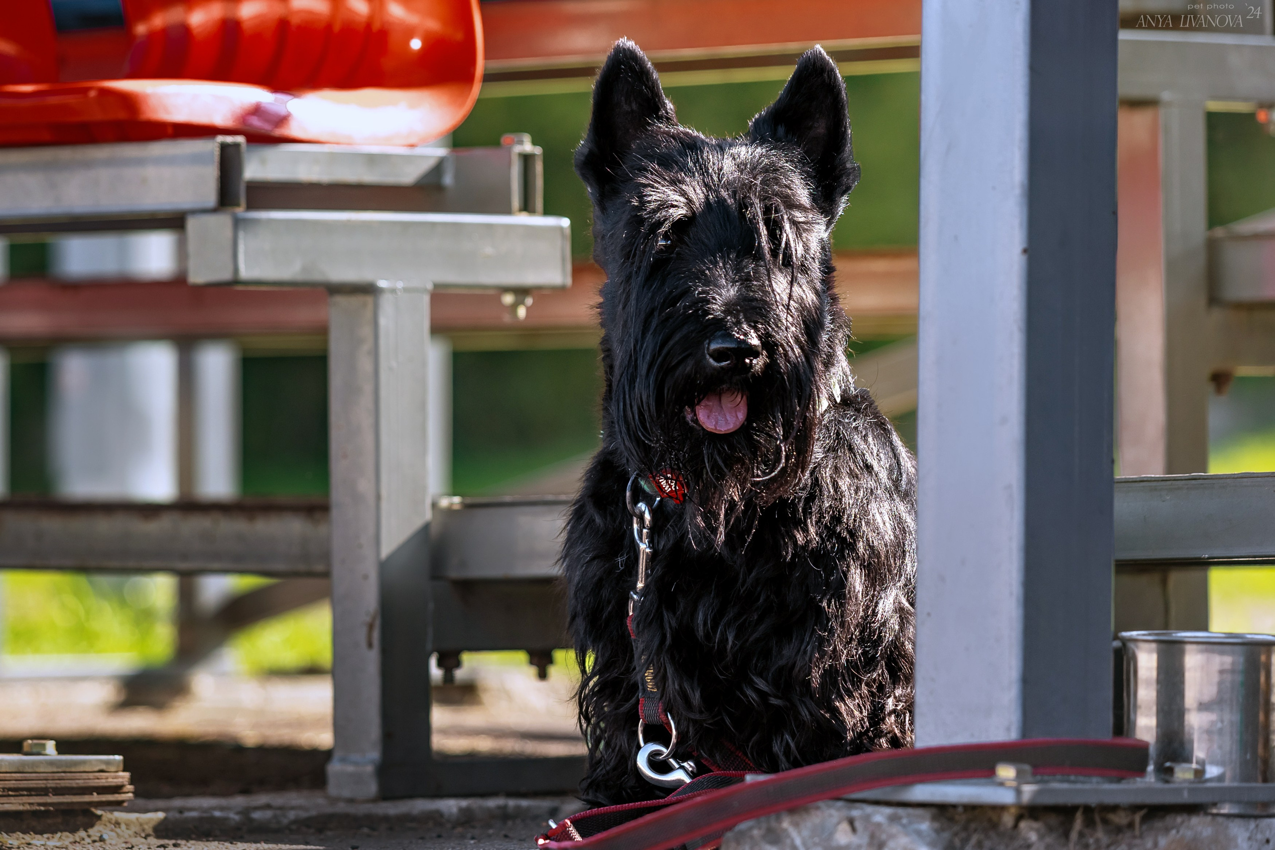 Ралли обидиенс. Фотограф анималист Аня Ливанова | Рыбинск