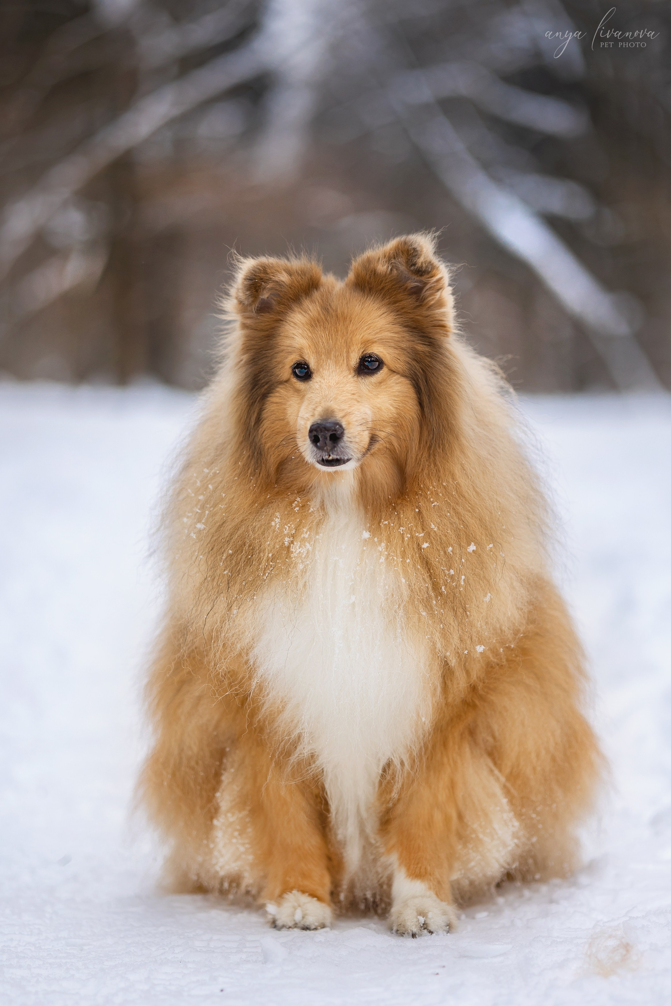 Скиф. Фотограф анималист Аня Ливанова | Рыбинск