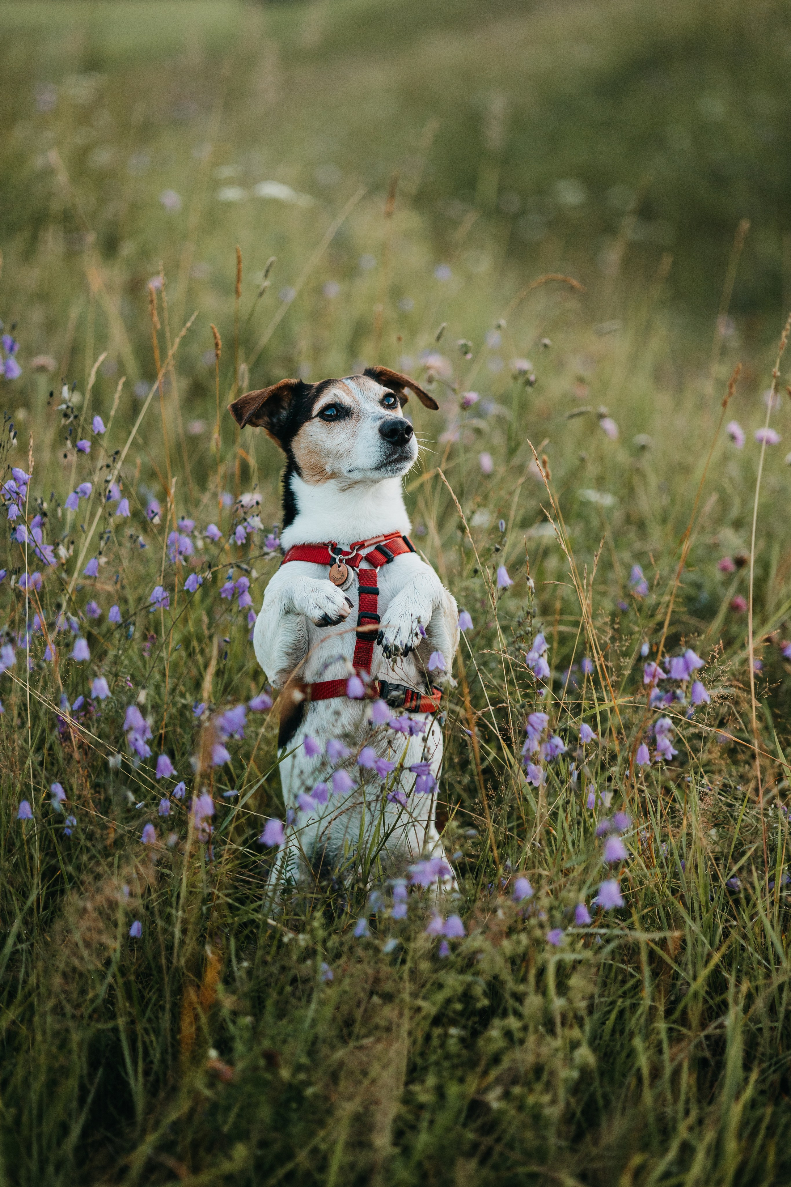 Маша и Персик. Фотограф — Анималист | Санкт-Петербург