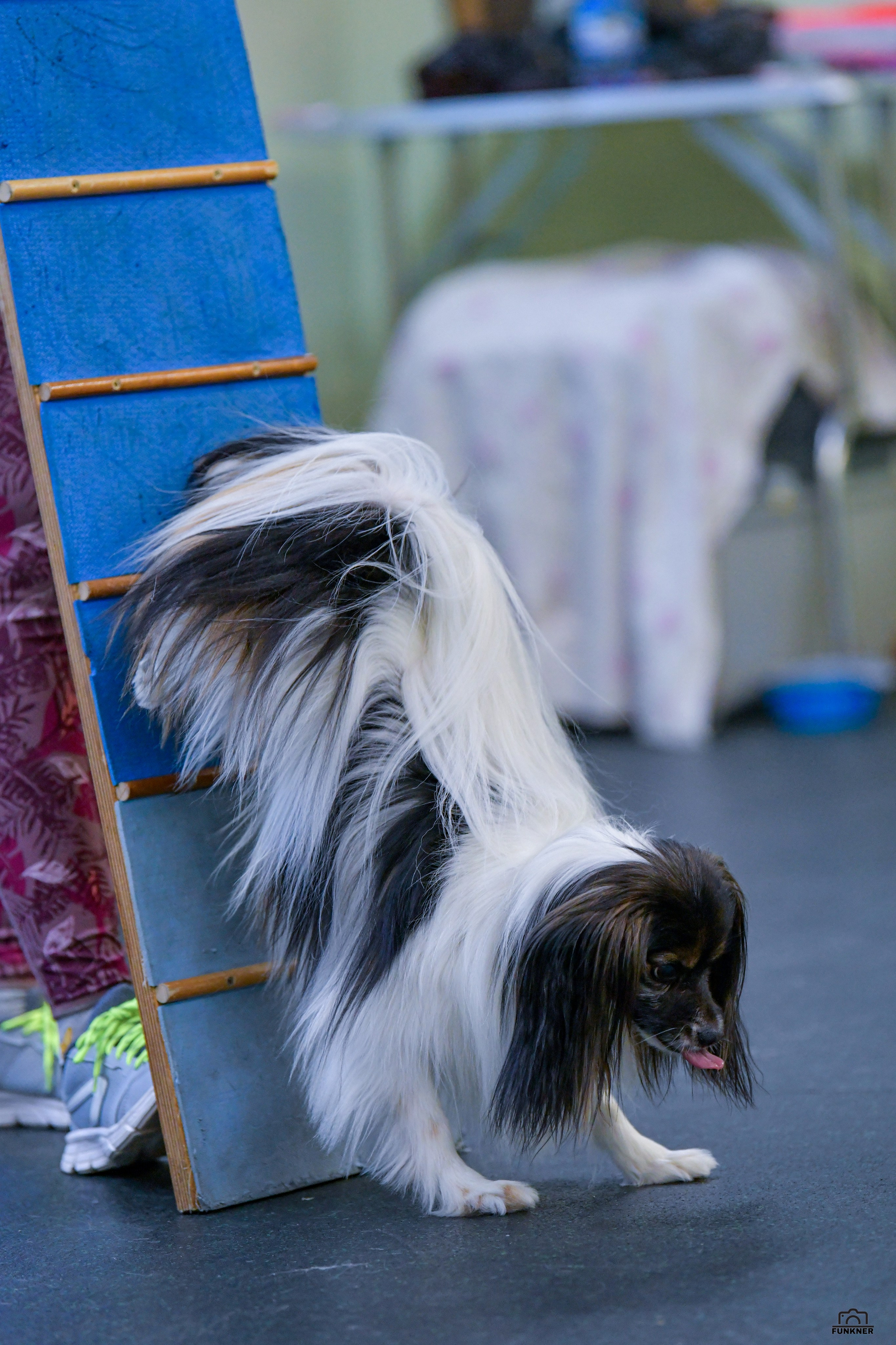 Кинологический клуб «Бодрый хвост». Свой взгляд через объектив