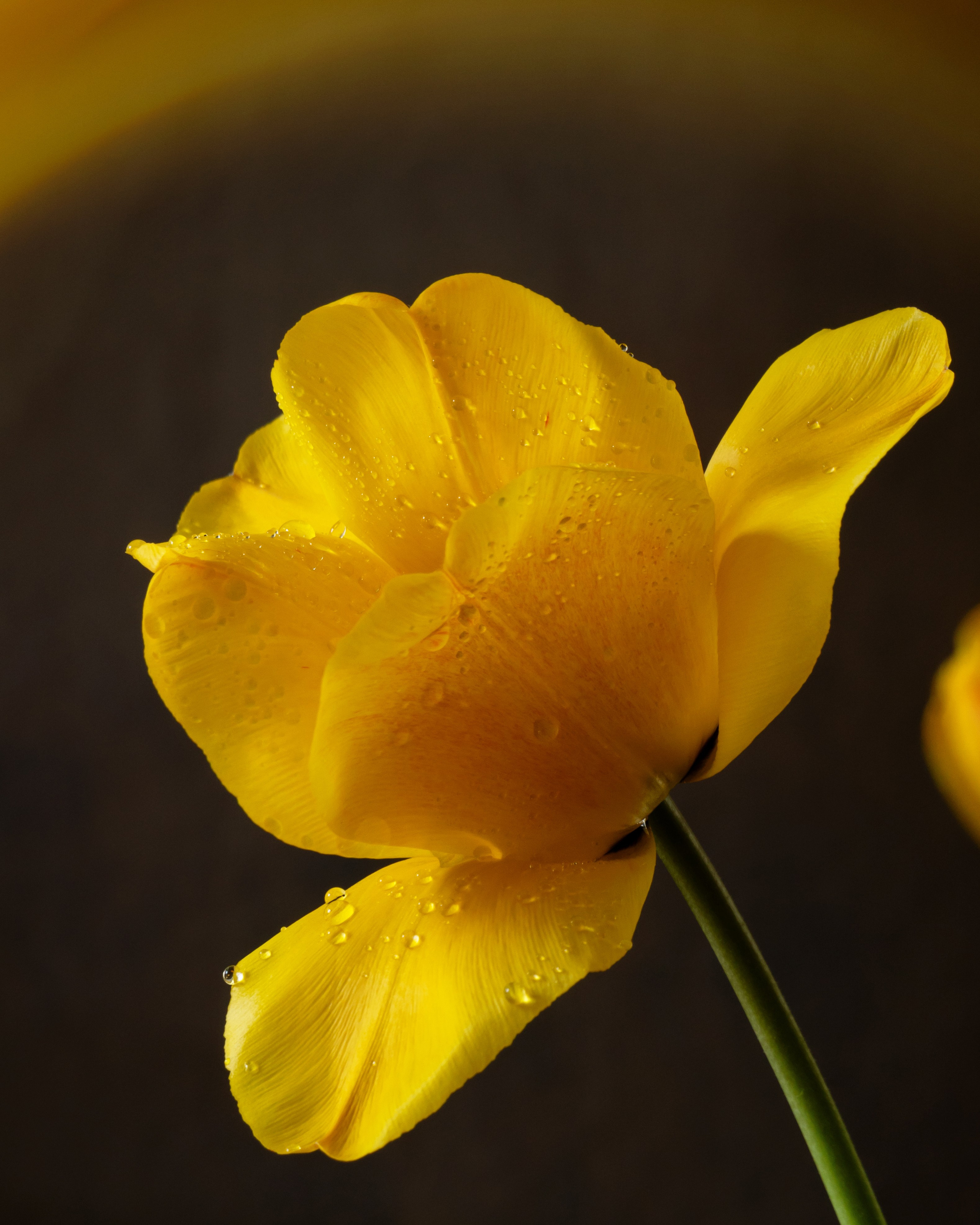 Sun Chorus. Author’s fine art prints with international delivery