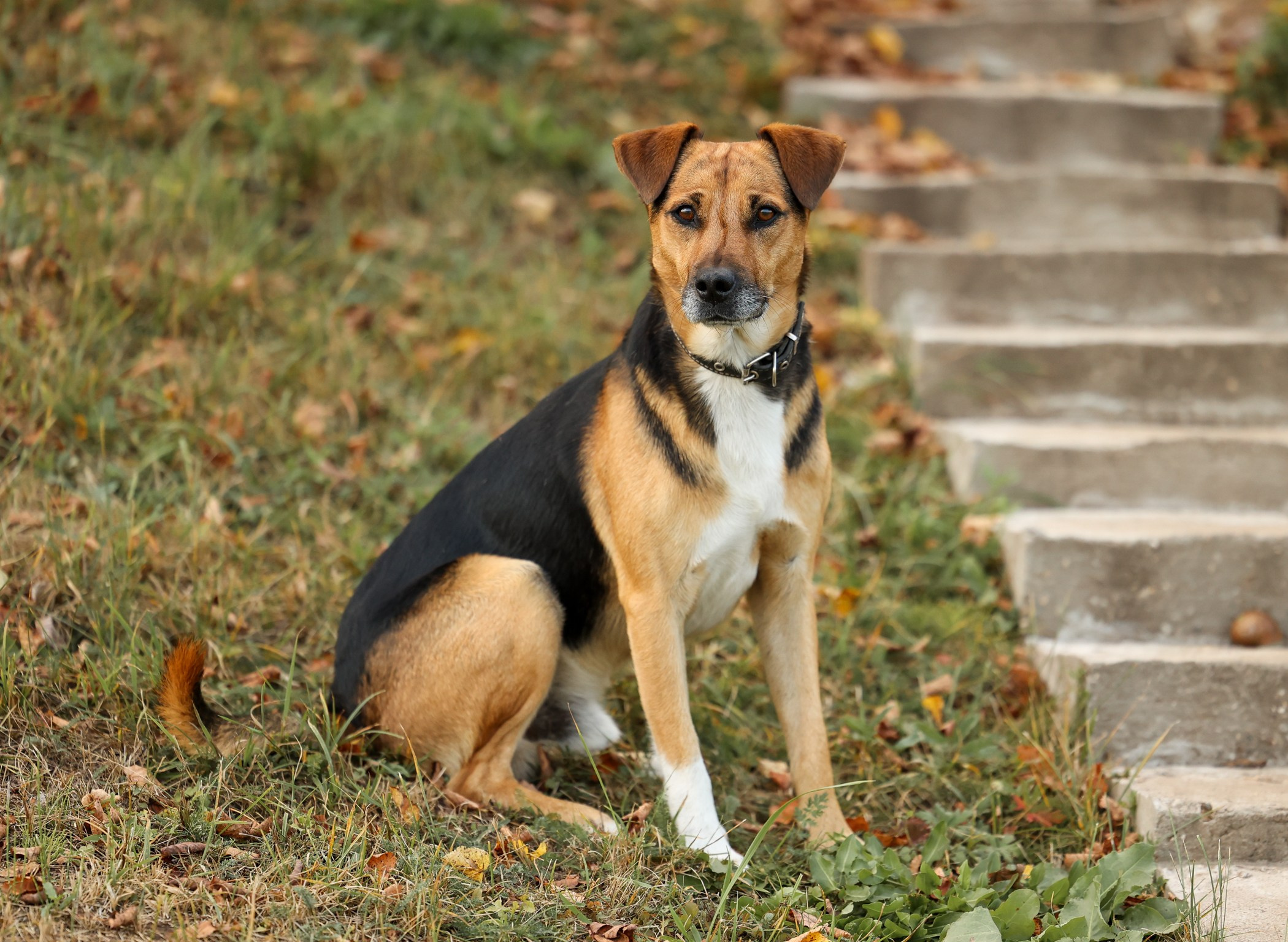 Прогулка на природе. Фотограф-анималист Полина Колкова | Москва