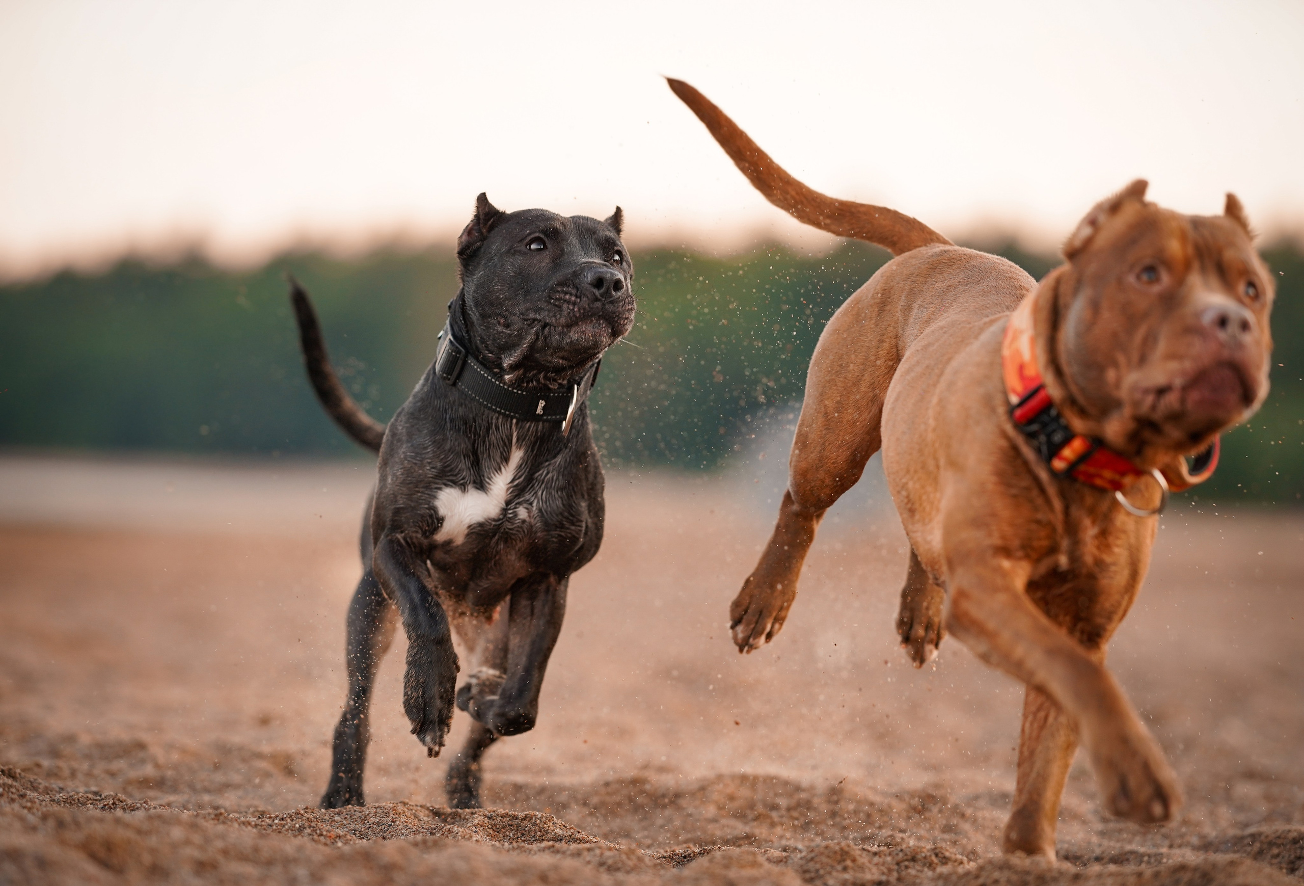 Татьяна Изи и Джем. Фотограф-анималист в Санкт-Петербурге Яна Мартынова